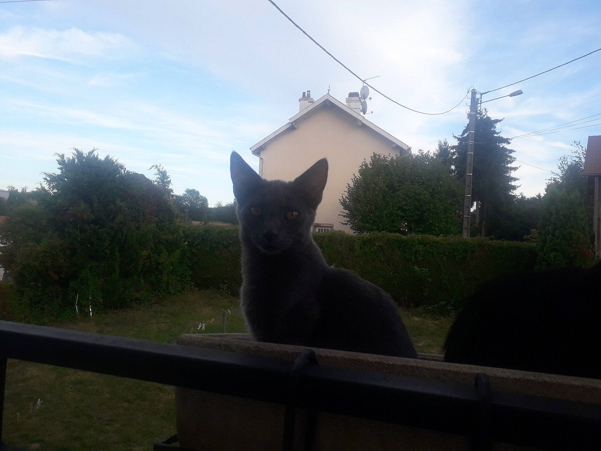 Prince Et Princesse participe au concours pour gagner de l'argent avec cette photo : atmosphere, carnivore, cat, cloud, domestic_short_haired_cat, felidae, grass, morning, roof, sky, small_to_medium_sized_cats, sunlight, tail, tree, whiskers, window