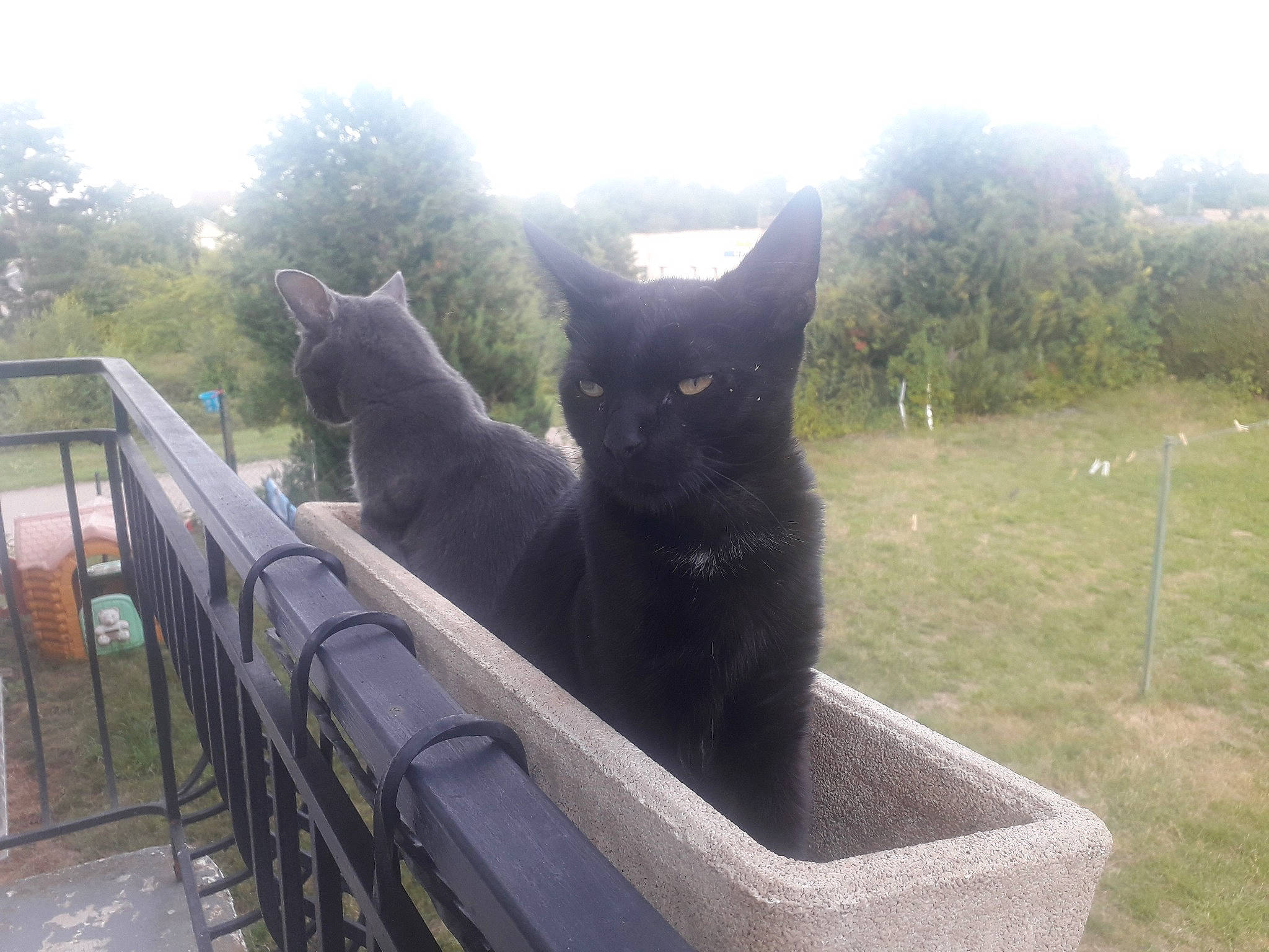 Prince Et Princesse a rejoint le concours — aidez-le/la à gagner de superbes lots ! black_cat, carnivore, cat, chartreux, domestic_short_haired_cat, felidae, grass, korat, polydactyl_cat, russian_blue, small_to_medium_sized_cats, snout, tail, whiskers