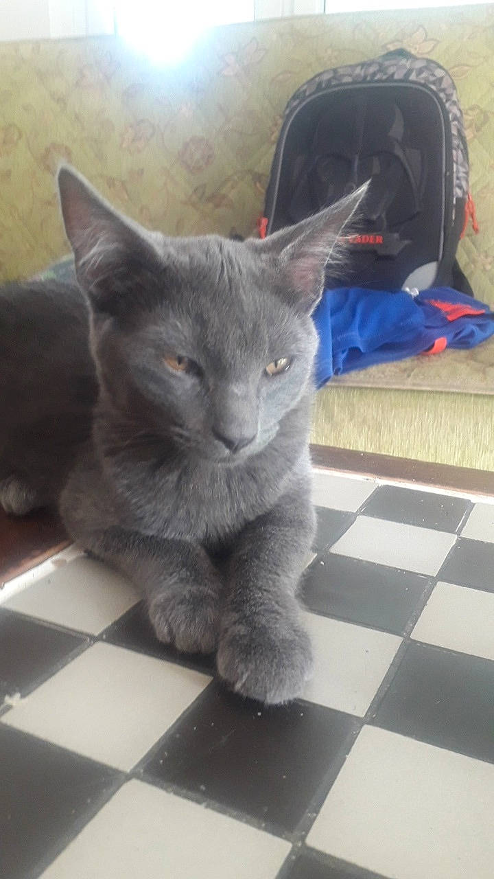 Prince Et Princesse participe au concours pour gagner de l'argent avec cette photo : british_shorthair, carnivore, cat, chartreux, domestic_short_haired_cat, felidae, german_rex, kitten, korat, mammal, nebelung, russian_blue, small_to_medium_sized_cats, snout, vertebrate, whiskers