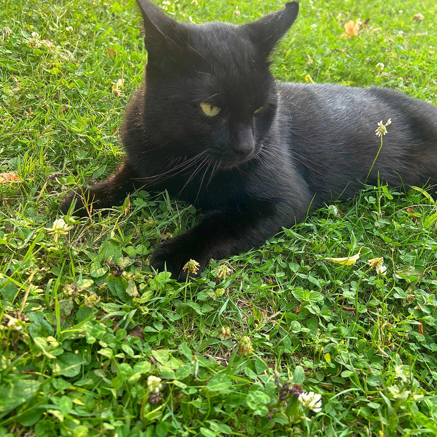 Plume participe au concours pour gagner de l'argent avec cette photo : animal, black_cat, calm, closeup, clover, cute, daylight, feline, flower, grass, greenery, leaf, mammal, nature, outdoor, pet, relaxing, resting, sunlight, wildflower