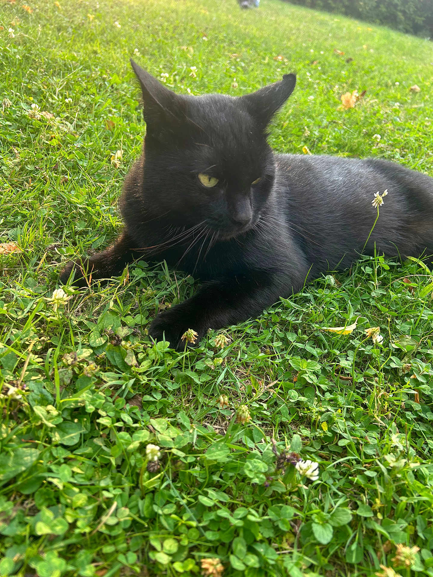 Plume participe au concours pour gagner de l'argent avec cette photo : black_cat, grass, flower, outdoor, nature, animal, pet, feline, greenery, relaxing, sunlight, wildflower, clover, leaf, mammal, resting, closeup, daylight, cute, calm