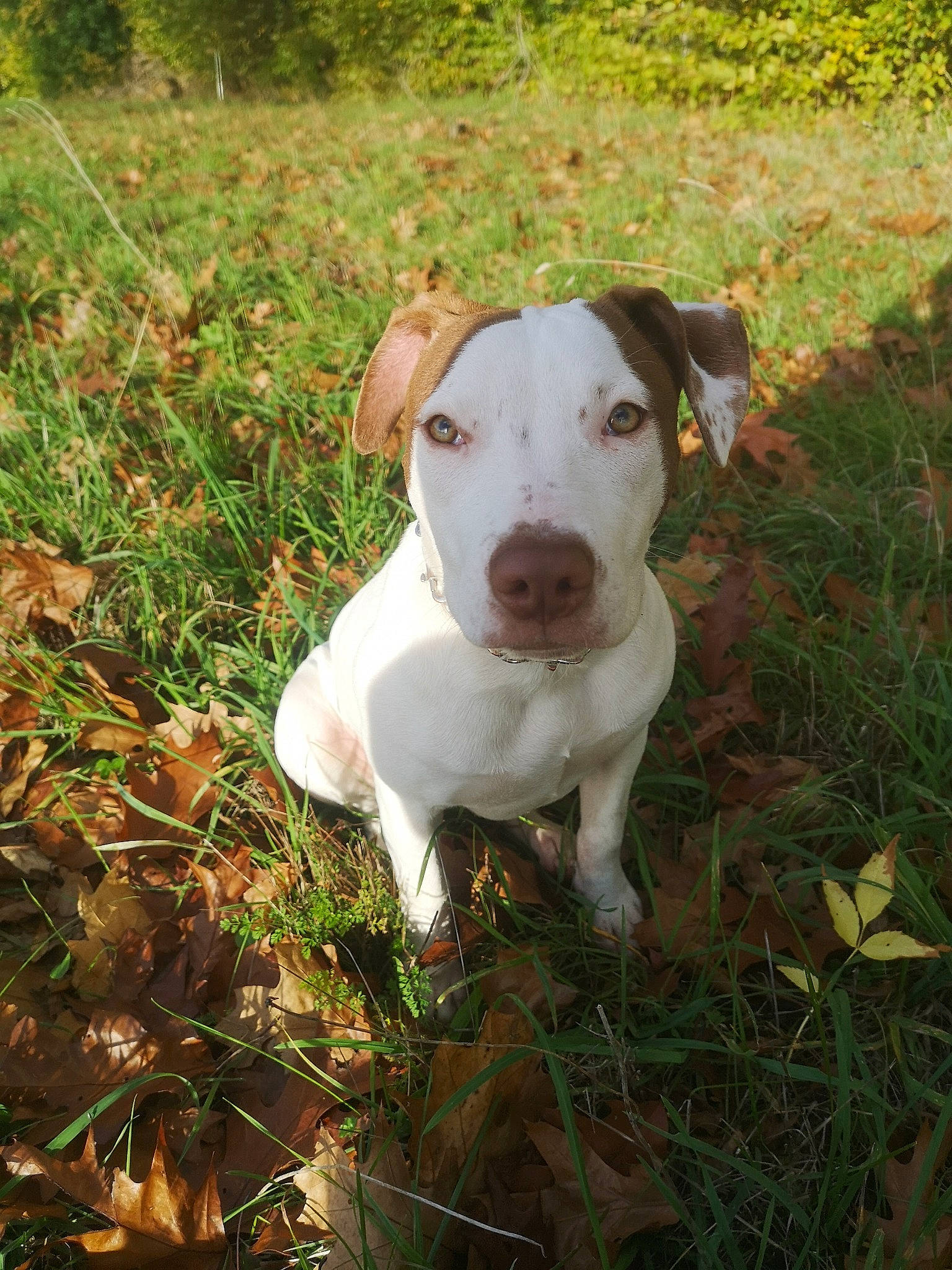 Frida participe au concours pour gagner de l'argent avec cette photo : canidae, carnivore, collar, companion_dog, dog, dog_breed, dog_collar, grass, grassland, groundcover, hunting_dog, non_sporting_group, plant, snout, sporting_group, tail, terrestrial_animal, whiskers, working_animal, working_dog