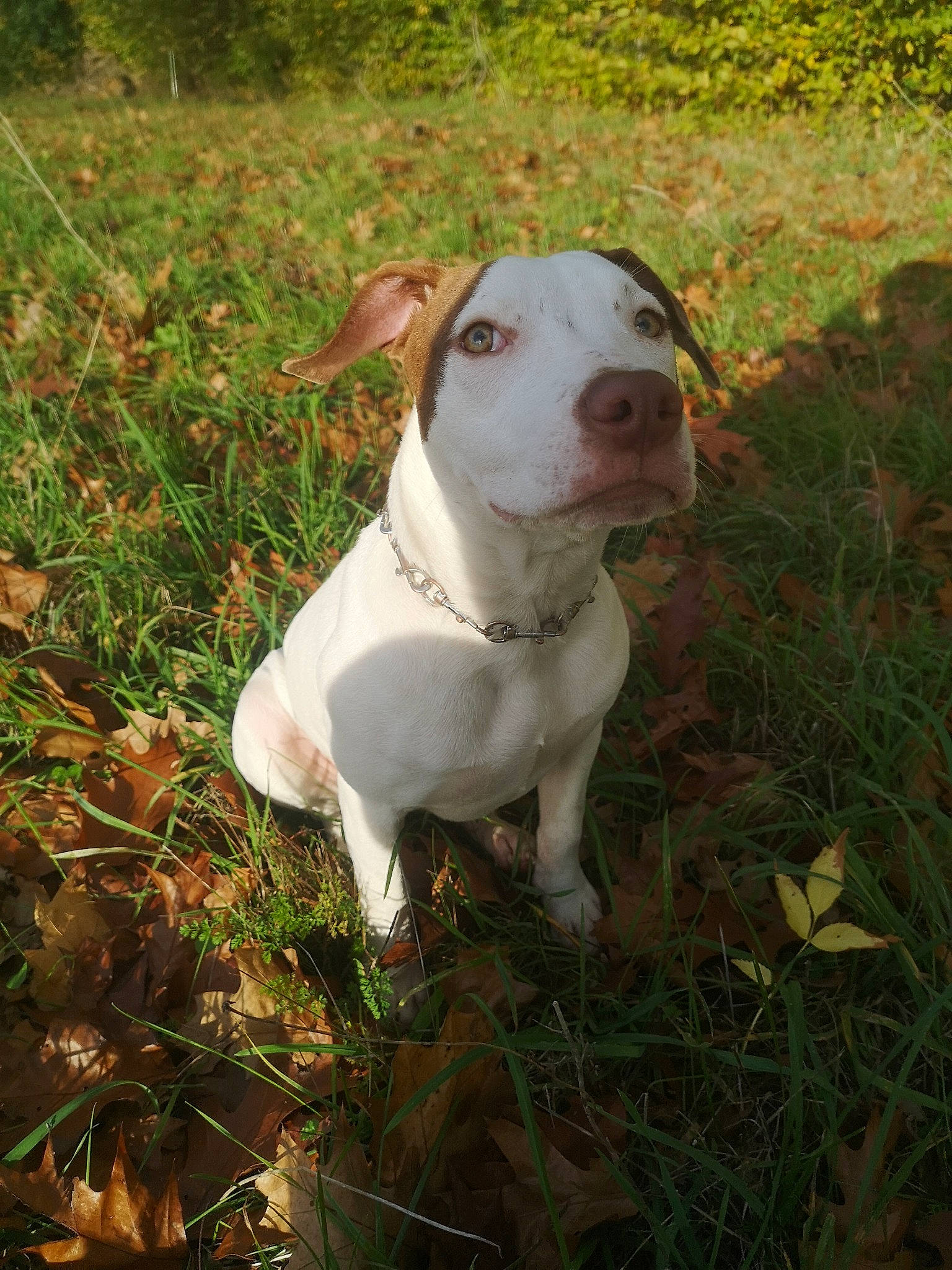 Frida participe au concours pour gagner de l'argent avec cette photo : canidae, carnivore, collar, companion_dog, dog, dog_breed, dog_collar, dogo_guatemalteco, fawn, grass, hunting_dog, non_sporting_group, plant, snout, sporting_group, tail, terrestrial_animal, whiskers, working_animal