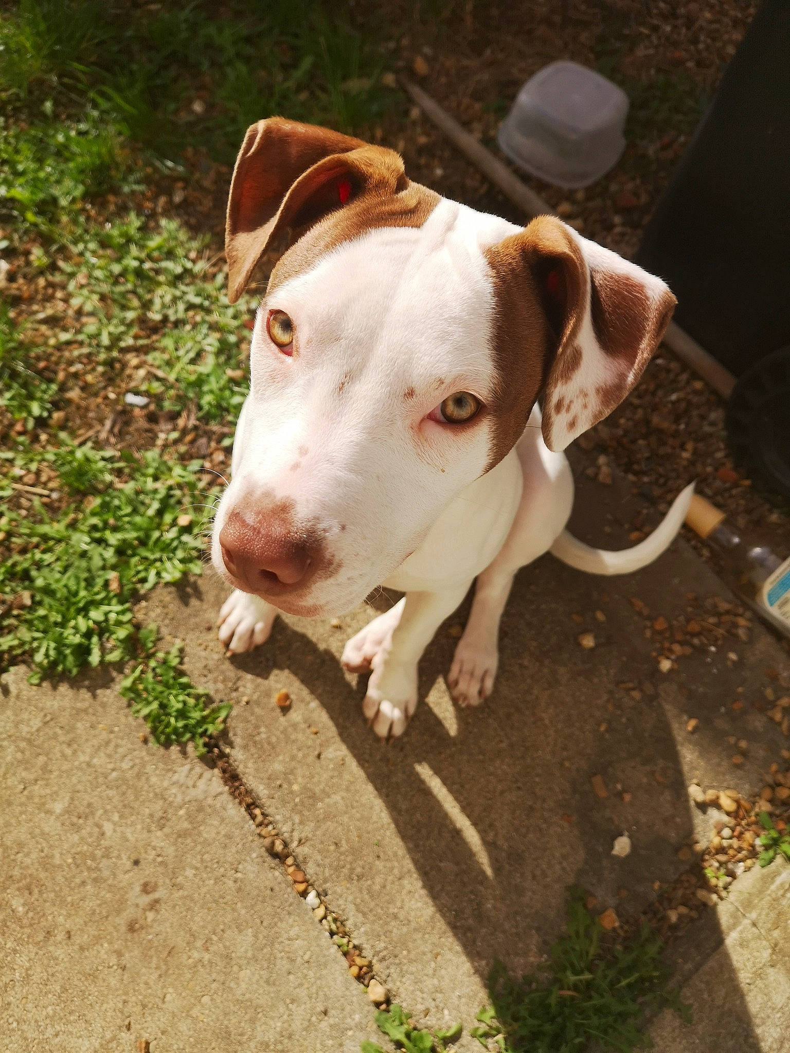 Frida a rejoint le concours — aidez-le/la à gagner de superbes lots ! canidae, carnivore, collar, companion_dog, dog, dog_breed, dog_collar, eye, fawn, grass, hunting_dog, non_sporting_group, pet_supply, snout, sporting_group, tail, terrestrial_animal, whiskers, working_animal