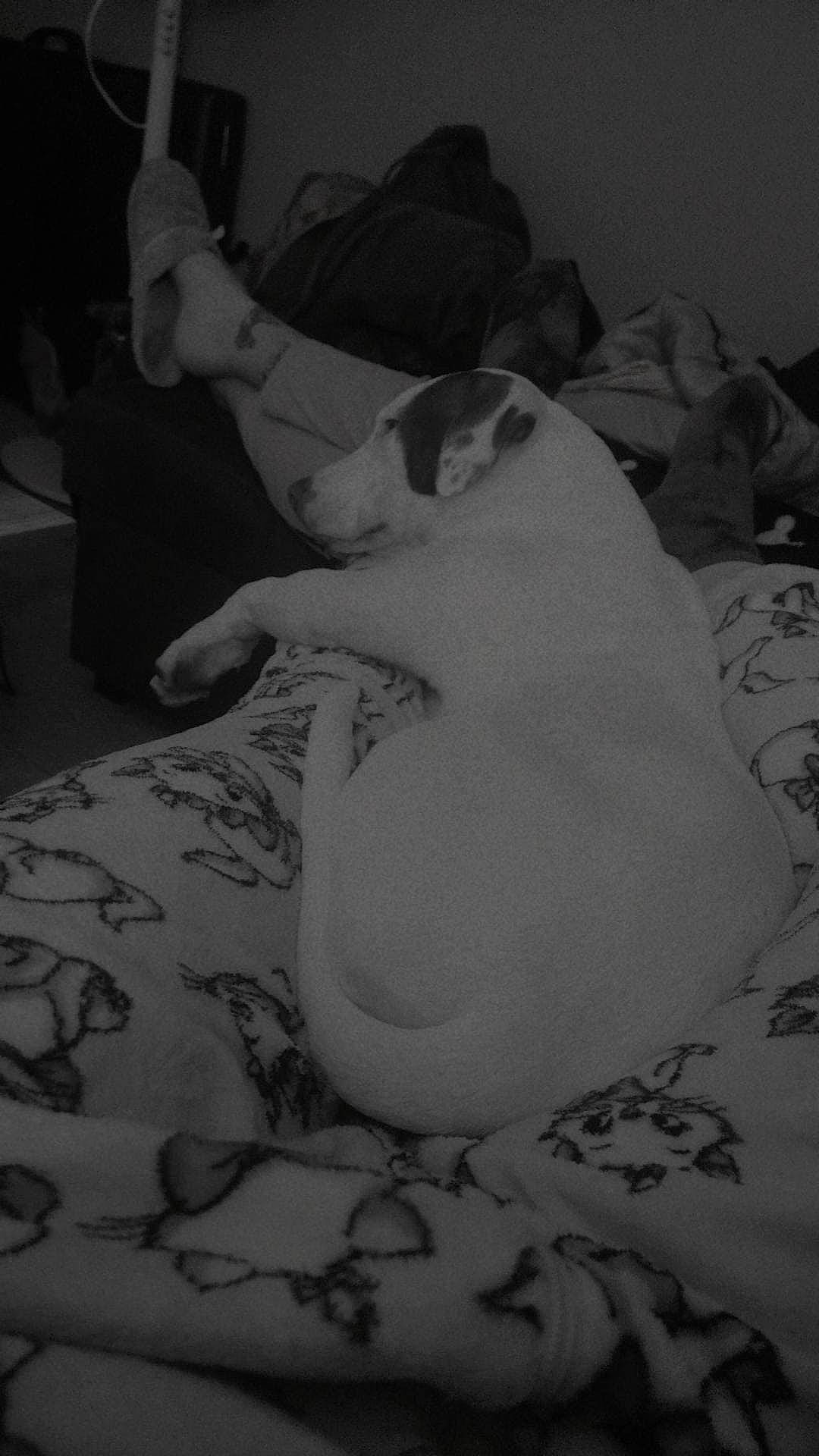 Frida a rejoint le concours — aidez-le/la à gagner de superbes lots ! abdomen, bed, bedding, black_and_white, chest, comfort, darkness, elbow, felidae, fur, grey, human_leg, linens, monochrome, monochrome_photography, room, small_to_medium_sized_cats, style, textile, trunk