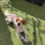 Vans participe au concours pour gagner de l'argent avec cette photo : dog, outdoor, grass, sunlight, shadow, pet, animal, lying_down, brown_and_white, fur, nature, garden, looking_up, ears, tail, speckled, daylight, relaxed, canine, cute