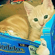 Guero joined the competition — help win amazing prizes! kitten, cat, orange_tabby, cardboard_box, modelo, beer_box, paw, curious, cute, pet, indoor, animal, feline, young_cat, green_eyes, resting, cozy, playful, small, domestic_animal