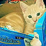 kitten, cat, orange_tabby, cardboard_box, modelo, beer_box, paw, curious, cute, pet, indoor, animal, feline, young_cat, green_eyes, resting, cozy, playful, small, domestic_animal