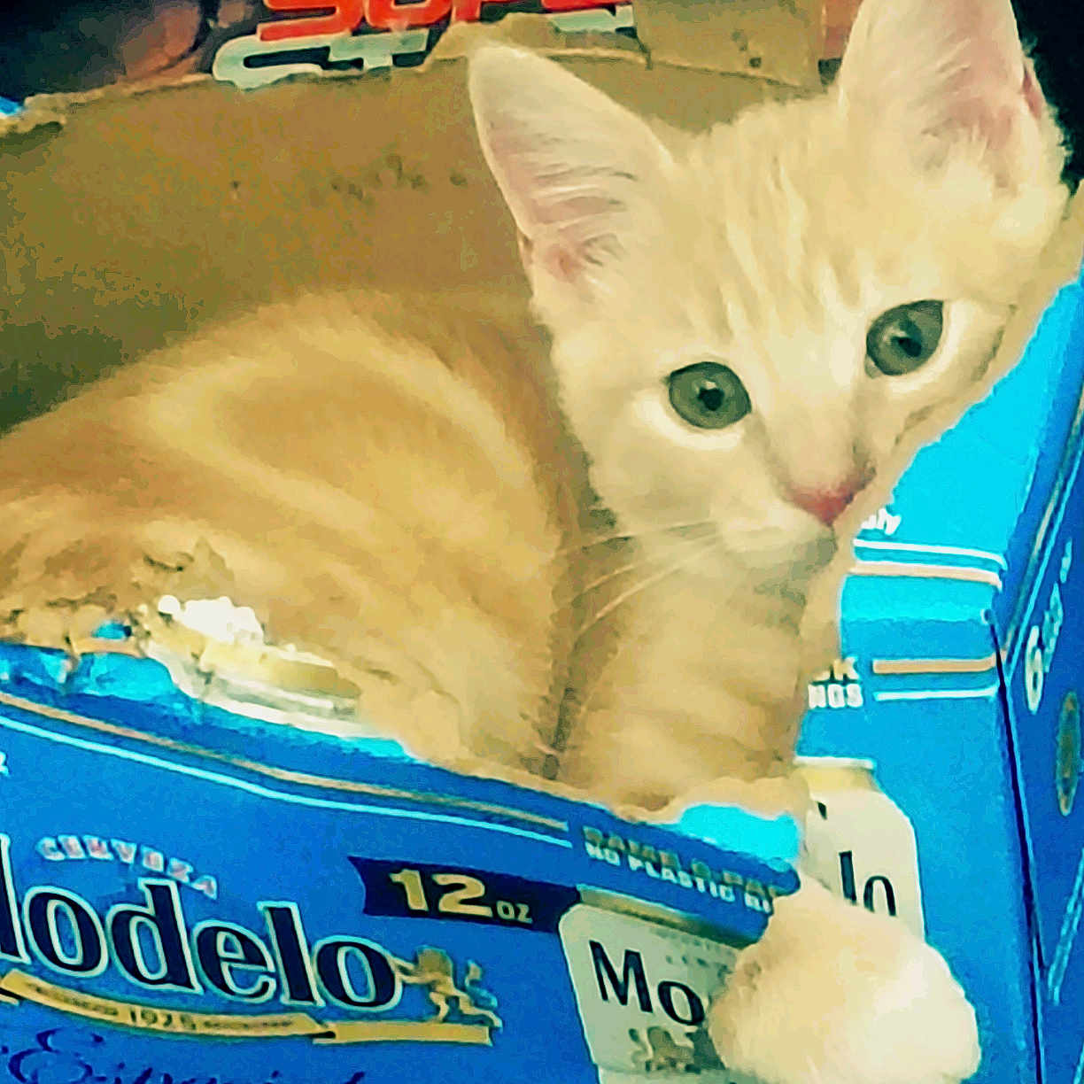 Guero joined the competition — help win amazing prizes! kitten, cat, orange_tabby, cardboard_box, modelo, beer_box, paw, curious, cute, pet, indoor, animal, feline, young_cat, green_eyes, resting, cozy, playful, small, domestic_animal