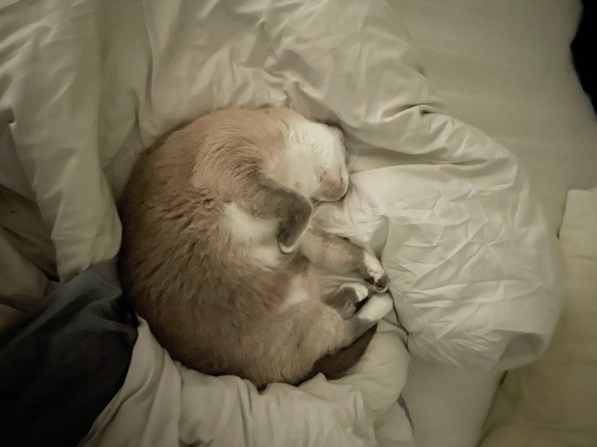 Titou participe au concours pour gagner de l'argent avec cette photo : beard, canidae, carnivore, cat, comfort, companion_dog, dog_breed, duvet, ear, fawn, felidae, fur, head, linens, nap, small_to_medium_sized_cats, snout, sporting_group, whiskers, wrinkle