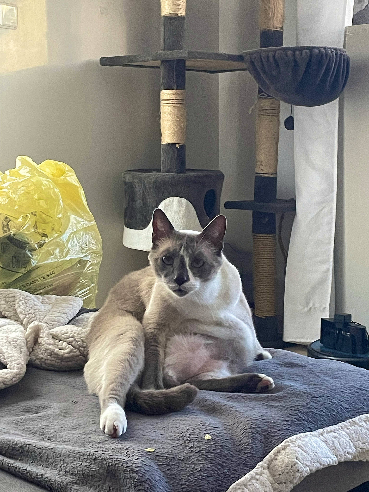 Titou participe au concours pour gagner de l'argent avec cette photo : bedding, carnivore, cat, cat_supply, comfort, companion_dog, curtain, domestic_short_haired_cat, fawn, felidae, fur, linens, pet_supply, room, siamese, small_to_medium_sized_cats, snout, tail, terrestrial_animal, whiskers