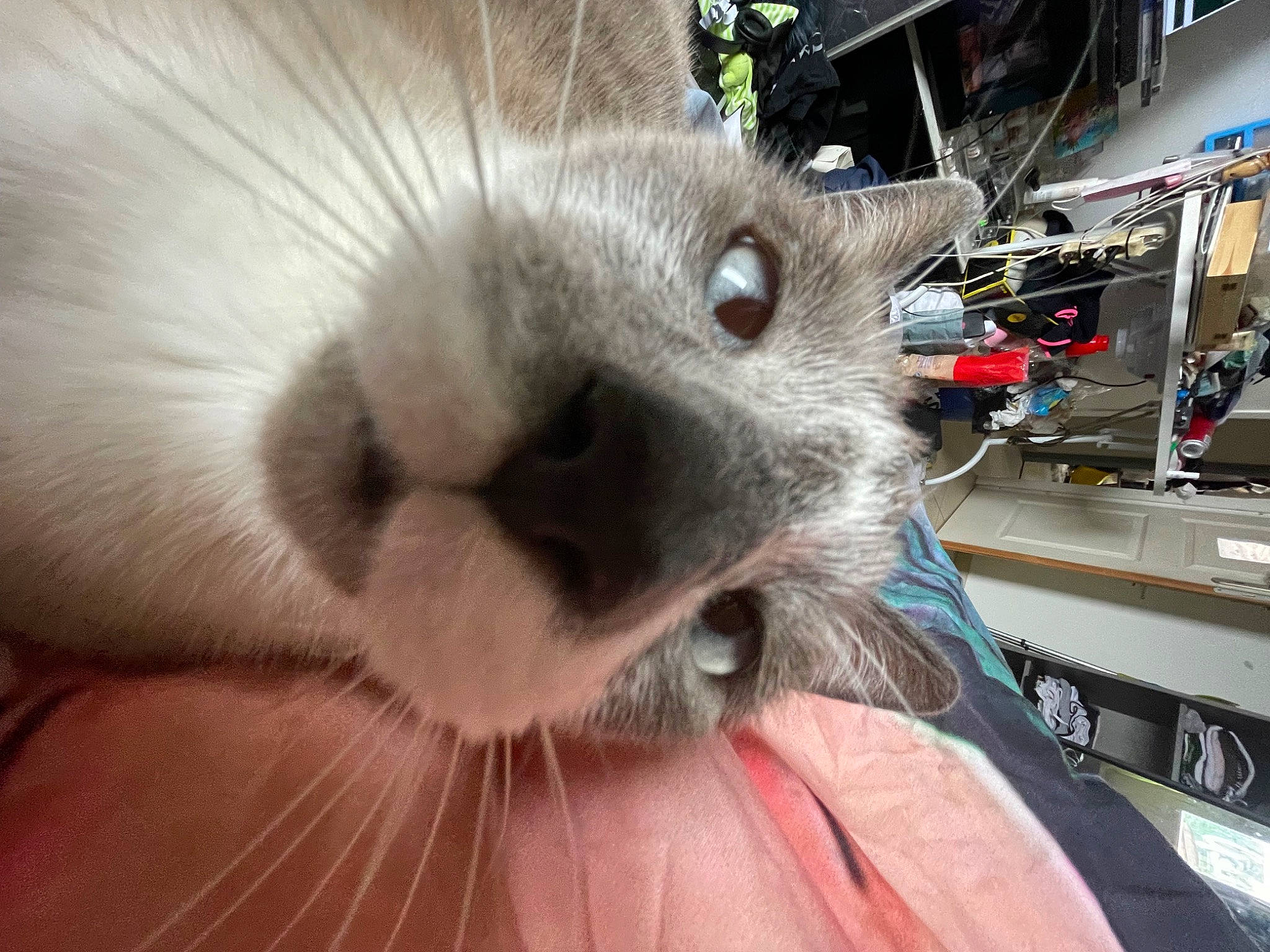 Titou participe au concours pour gagner de l'argent avec cette photo : balinese, carnivore, cat, close_up, domestic_short_haired_cat, ear, eye, eyelash, fawn, felidae, fur, paw, siamese, small_to_medium_sized_cats, snout, terrestrial_animal, thai, tonkinese, whiskers, wildlife