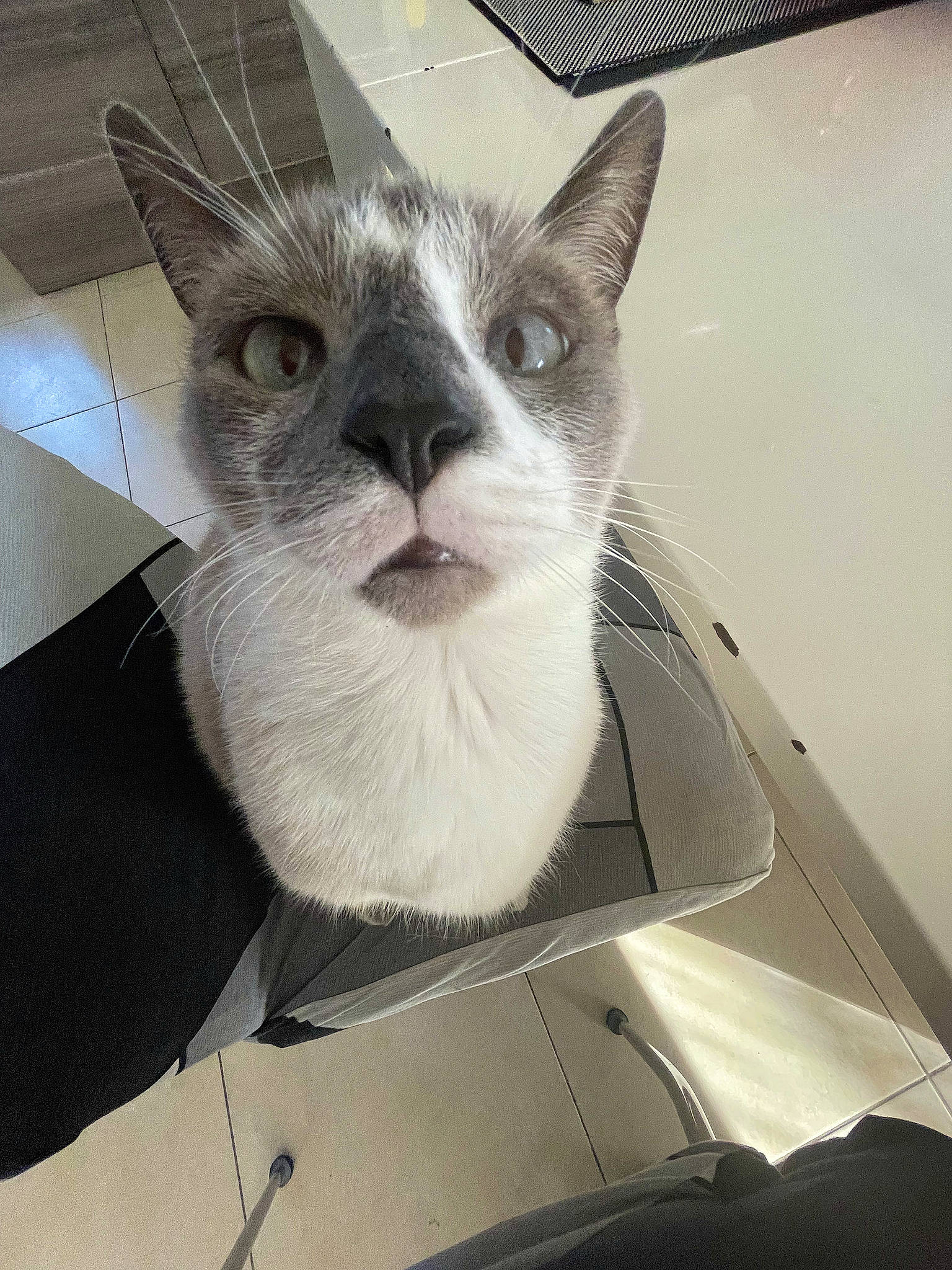 Titou a rejoint le concours — aidez-le/la à gagner de superbes lots ! automotive_window_part, box, cardboard, carnivore, cat, domestic_short_haired_cat, eyewear, felidae, fur, hood, metal, paw, small_to_medium_sized_cats, snout, square, tail, whiskers, windshield