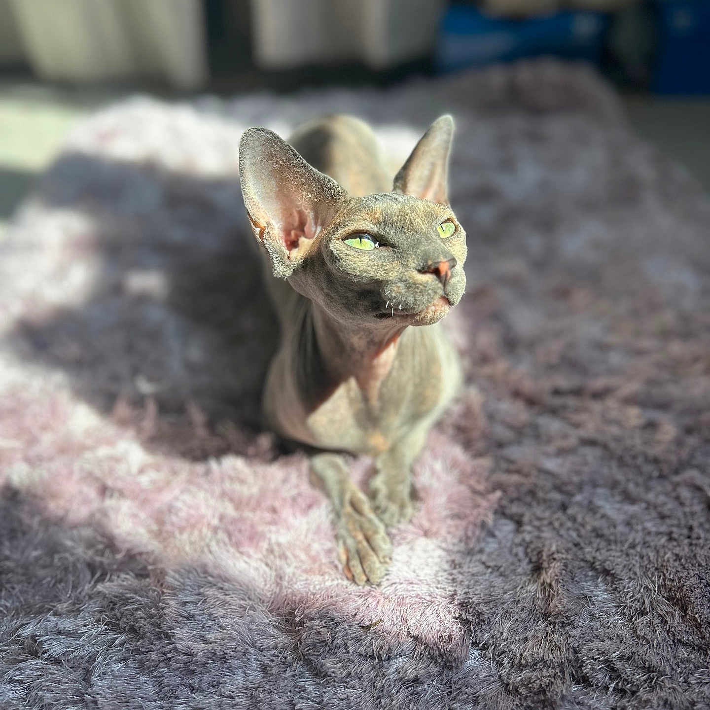 Kitty participe au concours pour gagner de l'argent avec cette photo : abyssinian, animal, blanket, canine, cat, dog, egyptiancat, gecko, homedecor, kitten, lizard, manx, pet, reptile