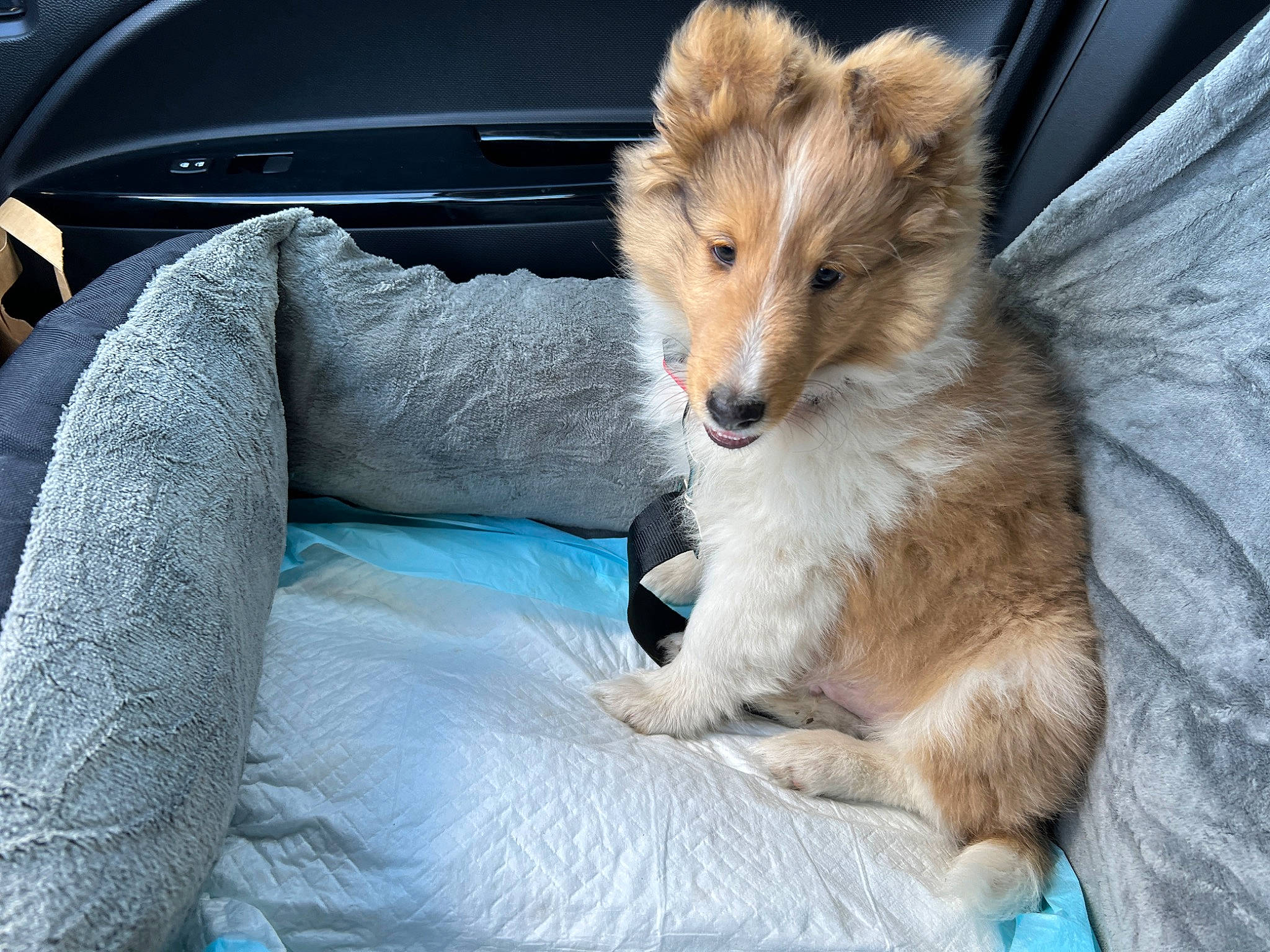 Mr. Peabody joined the competition — help win amazing prizes! automotive_exterior, canidae, carnivore, claw, companion_dog, dog, dog_breed, fawn, fur, hood, motor_vehicle, personal_luxury_car, snout, steering_wheel, tail, terrestrial_animal, vehicle, vehicle_door, whiskers, windshield