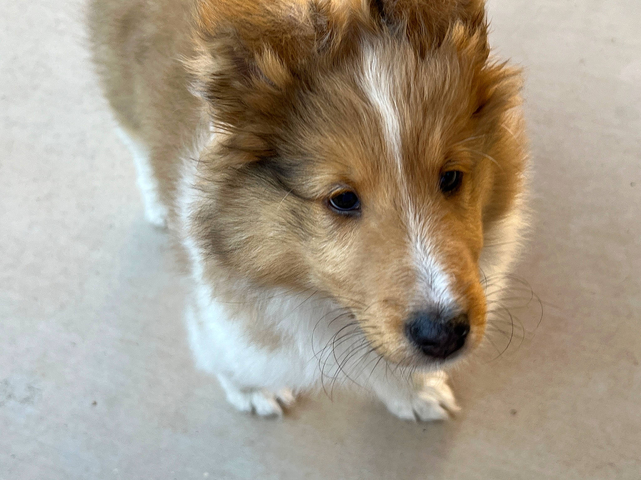 Mr. Peabody is registered to the contest to win money with this photo: balance, canidae, canis, carnivore, companion_dog, dog, dog_breed, fawn, fur, sporting_group, terrestrial_animal, whiskers, wildlife