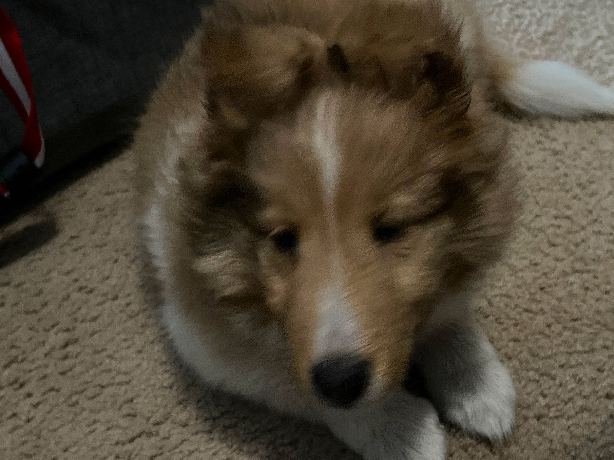 Mr. Peabody joined the competition — help win amazing prizes! ancient_dog_breeds, canidae, canis, carnivore, companion_dog, dog, dog_breed, fawn, fur, non_sporting_group, puppy, snout, sporting_group, terrestrial_animal, whiskers, wildlife, working_dog