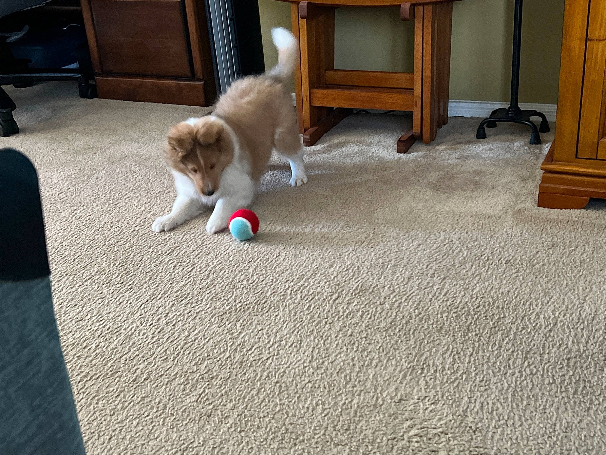 Mr. Peabody is registered to the contest to win money with this photo: cabinetry, carnivore, carpet, comfort, companion_dog, dog, dog_breed, fawn, felidae, floor, flooring, fur, grass, hardwood, mammal, room, small_to_medium_sized_cats, tail, toy_dog, wood