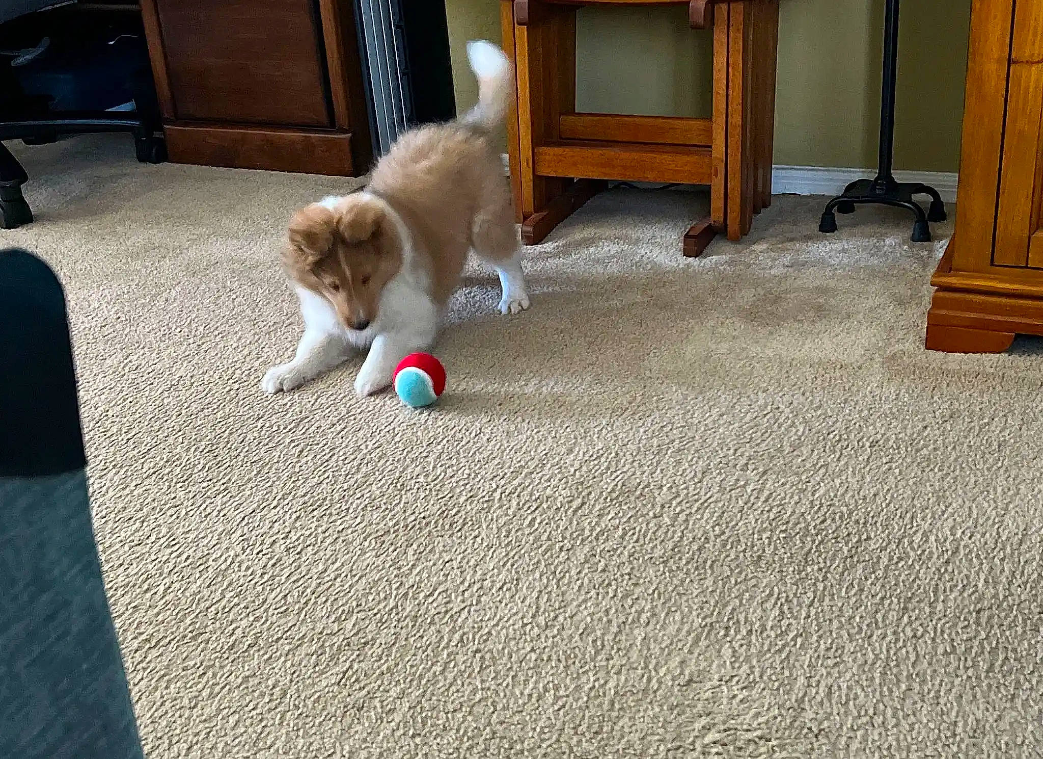 Mr. Peabody joined the competition — help win amazing prizes! cabinetry, carnivore, carpet, cat, comfort, companion_dog, dog_breed, fawn, felidae, floor, flooring, fur, hardwood, human_leg, room, small_to_medium_sized_cats, sporting_group, tail, toy_dog, wood