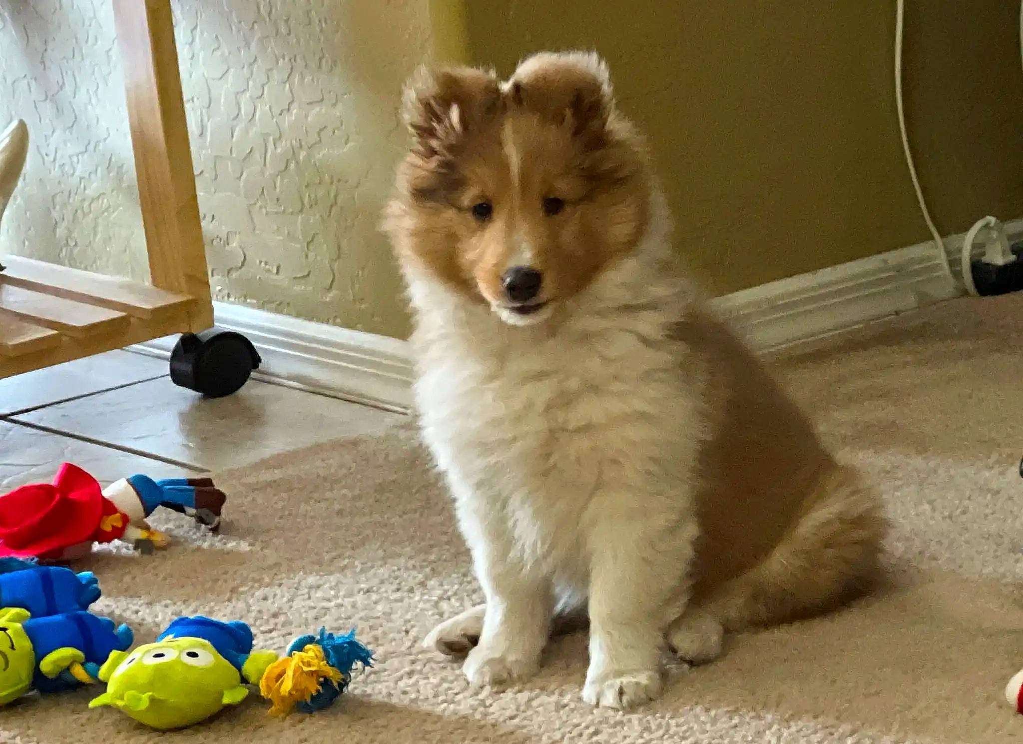 Mr. Peabody is registered to the contest to win money with this photo: canidae, carnivore, companion_dog, dog, dog_breed, dog_supply, dog_toy, fawn, flooring, fur, german_spitz, german_spitz_mittel, snout, spitz, sporting_group, stuffed_toy, toy, toy_dog, whiskers, working_dog