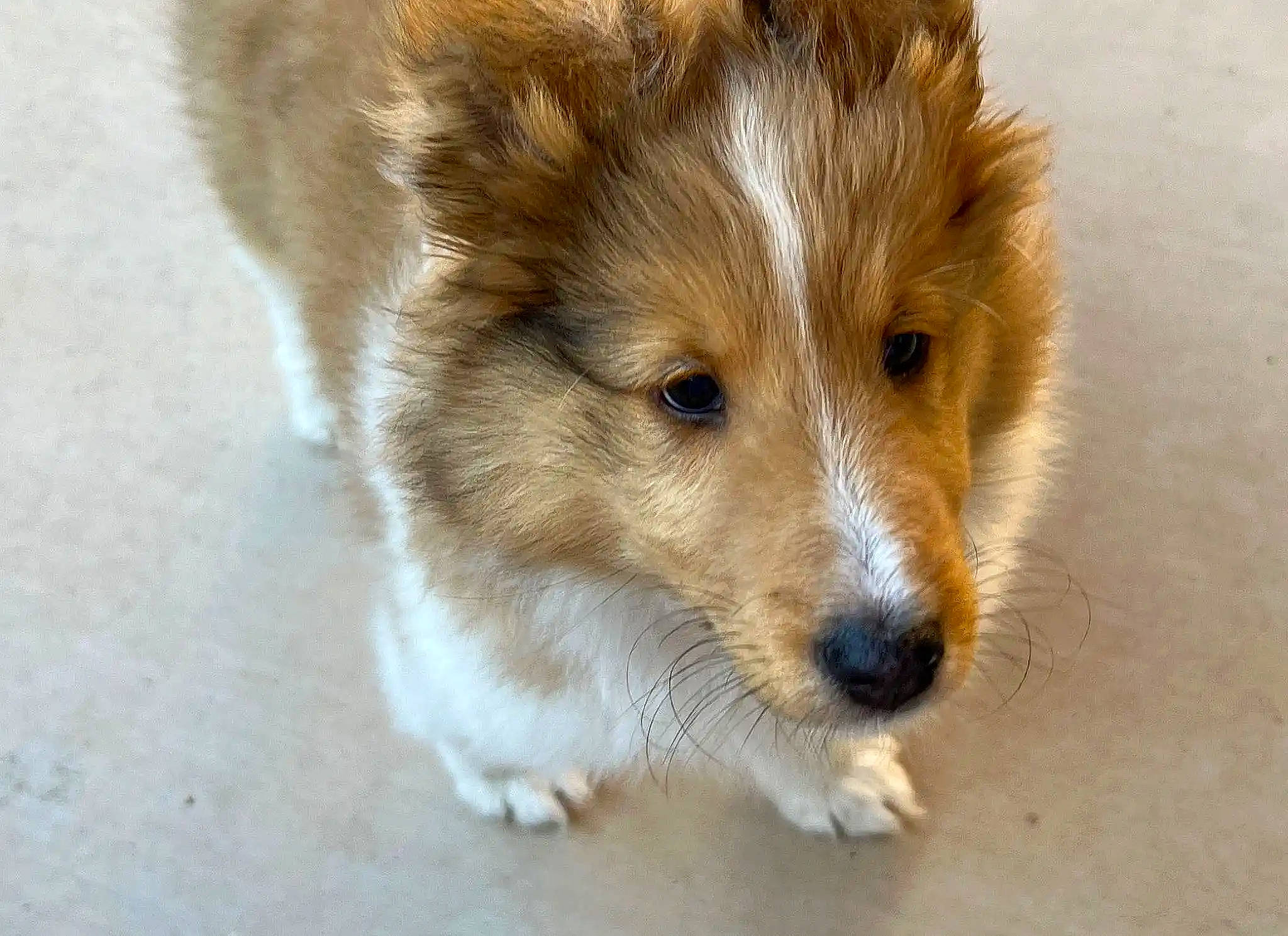 Mr. Peabody joined the competition — help win amazing prizes! balance, canidae, canis, carnivore, companion_dog, dog, dog_breed, fawn, fur, snout, sporting_group, terrestrial_animal, whiskers