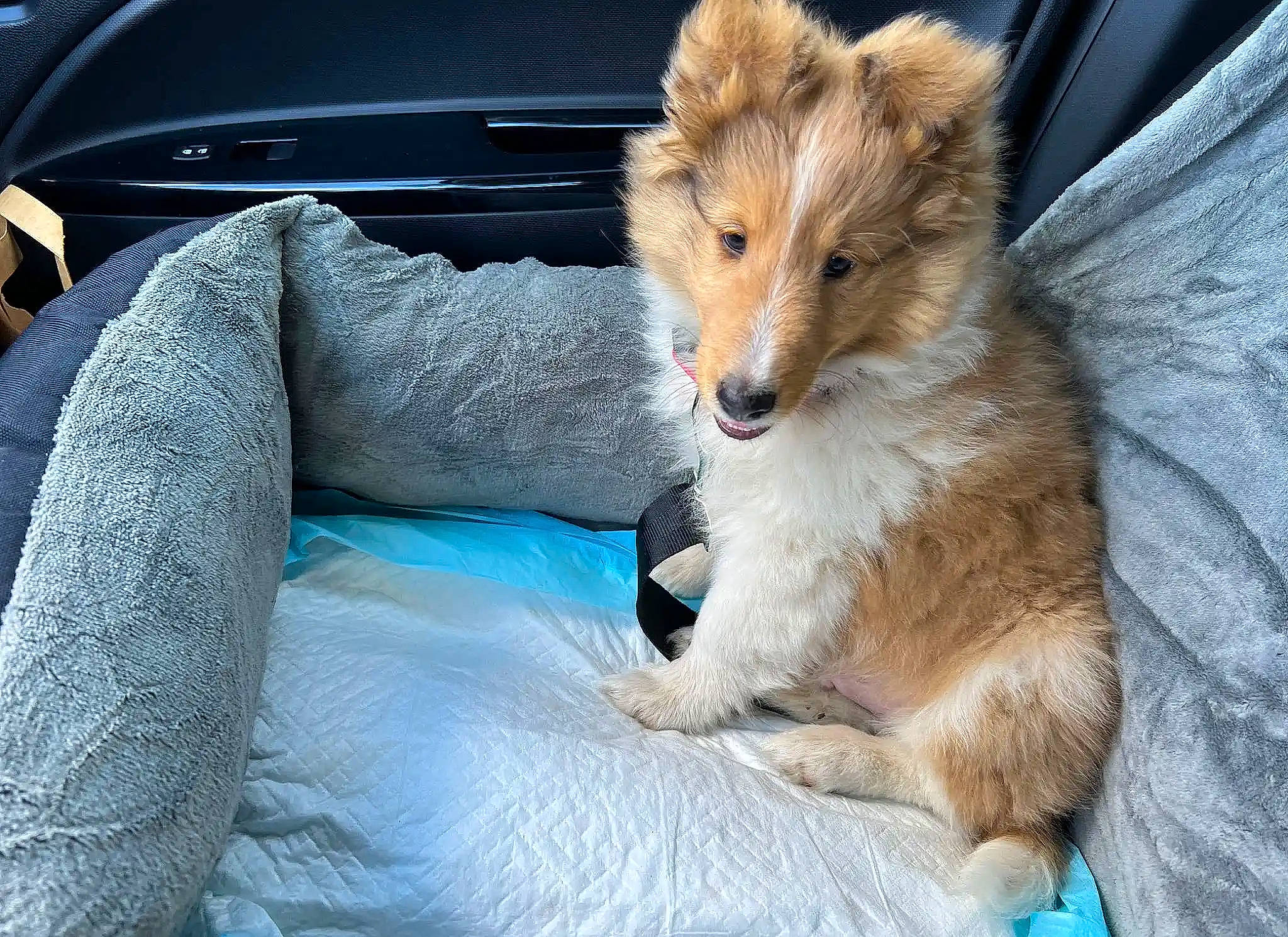 Mr. Peabody joined the competition — help win amazing prizes! canidae, car, carnivore, claw, companion_dog, dog_breed, electric_blue, fawn, fur, hood, personal_luxury_car, red_fox, sitting, snout, tail, terrestrial_animal, vehicle, vehicle_door, whiskers, windshield