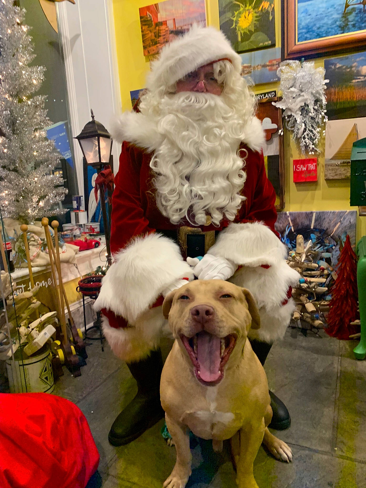 Graham joined the competition — help win amazing prizes! canidae, carnivore, christmas, companion_dog, dog, dog_breed, fawn, fictional_character, non_sporting_group, santa_claus, sporting_group