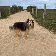Hyoplait a rejoint le concours — aidez-le/la à gagner de superbes lots ! animal, canine, cloud, curious, daytime, dog, fence, fur, grass, landscape, nature, outdoor, path, pet, quiet, rural, sand, sky, walking_path, wooden_post