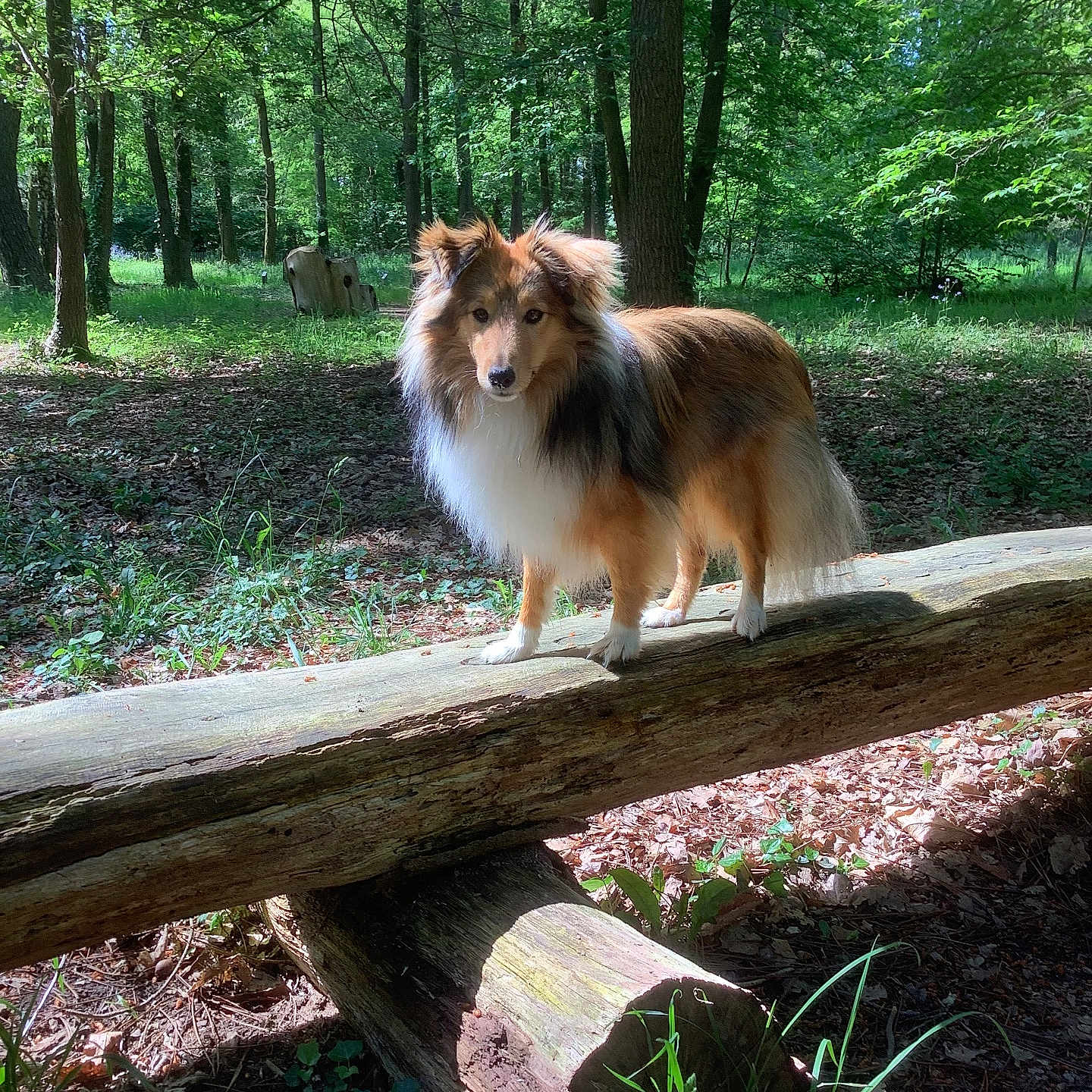 Tyrtee participe au concours pour gagner de l'argent avec cette photo : alert, animal, canine, daytime, dog, flora, forest, fur, greenery, leaf_litter, log, nature, outdoor, pet, shetland_sheepdog, standing, sunlight, tree, wildlife, wood