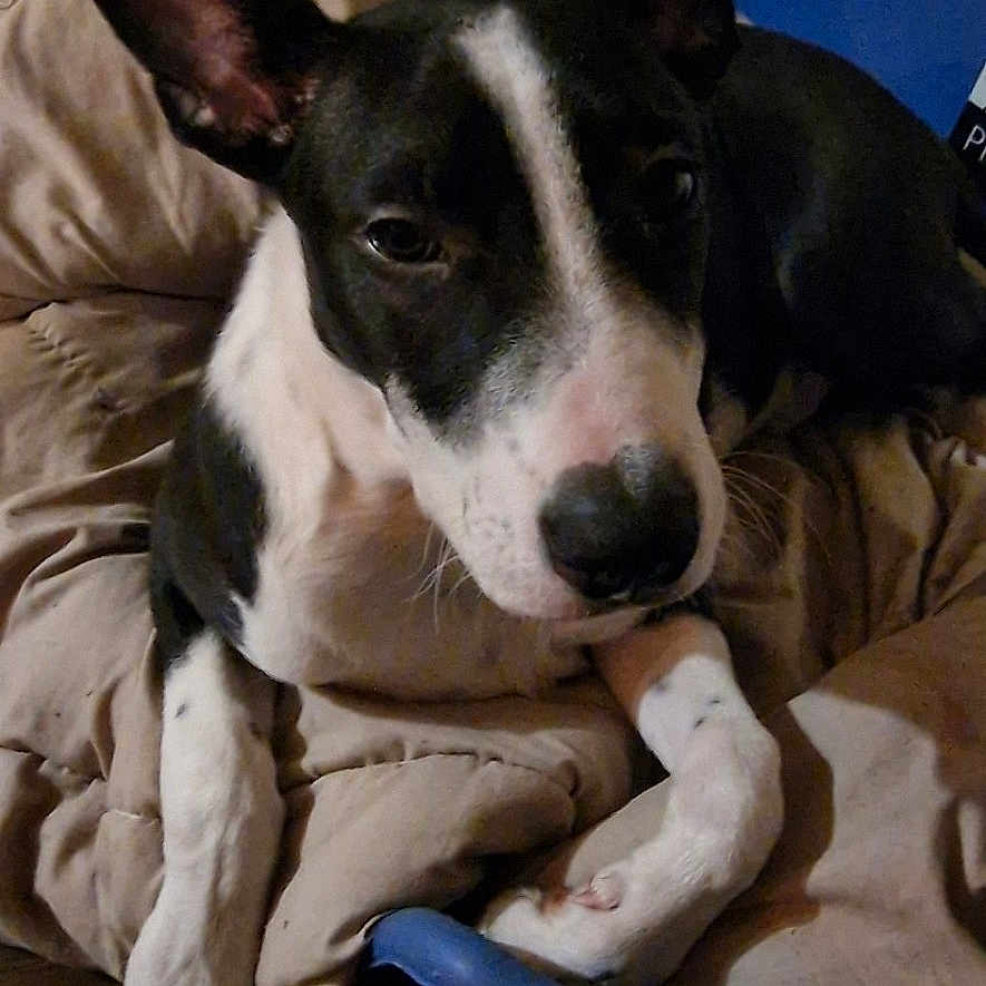 Arès participe au concours pour gagner de l'argent avec cette photo : animal, bed, black_and_white, blanket, canine, companion, curious, dog, domestic, ears, furry, indoor, muzzle, paw, pet_bed, portrait, relaxed, resting, snout, wooden_floor