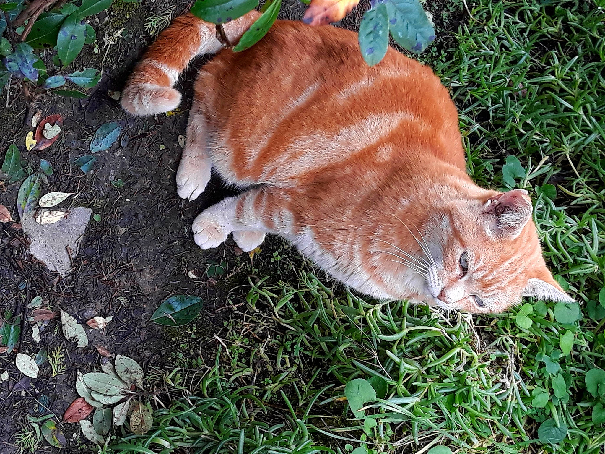 Mystere participe au concours pour gagner de l'argent avec cette photo : canidae, carnivore, cat, dog_breed, domestic_short_haired_cat, fawn, felidae, grass, groundcover, human_leg, liver, plant, small_to_medium_sized_cats, snout, sporting_group, tail, terrestrial_animal, tree, whiskers, wood