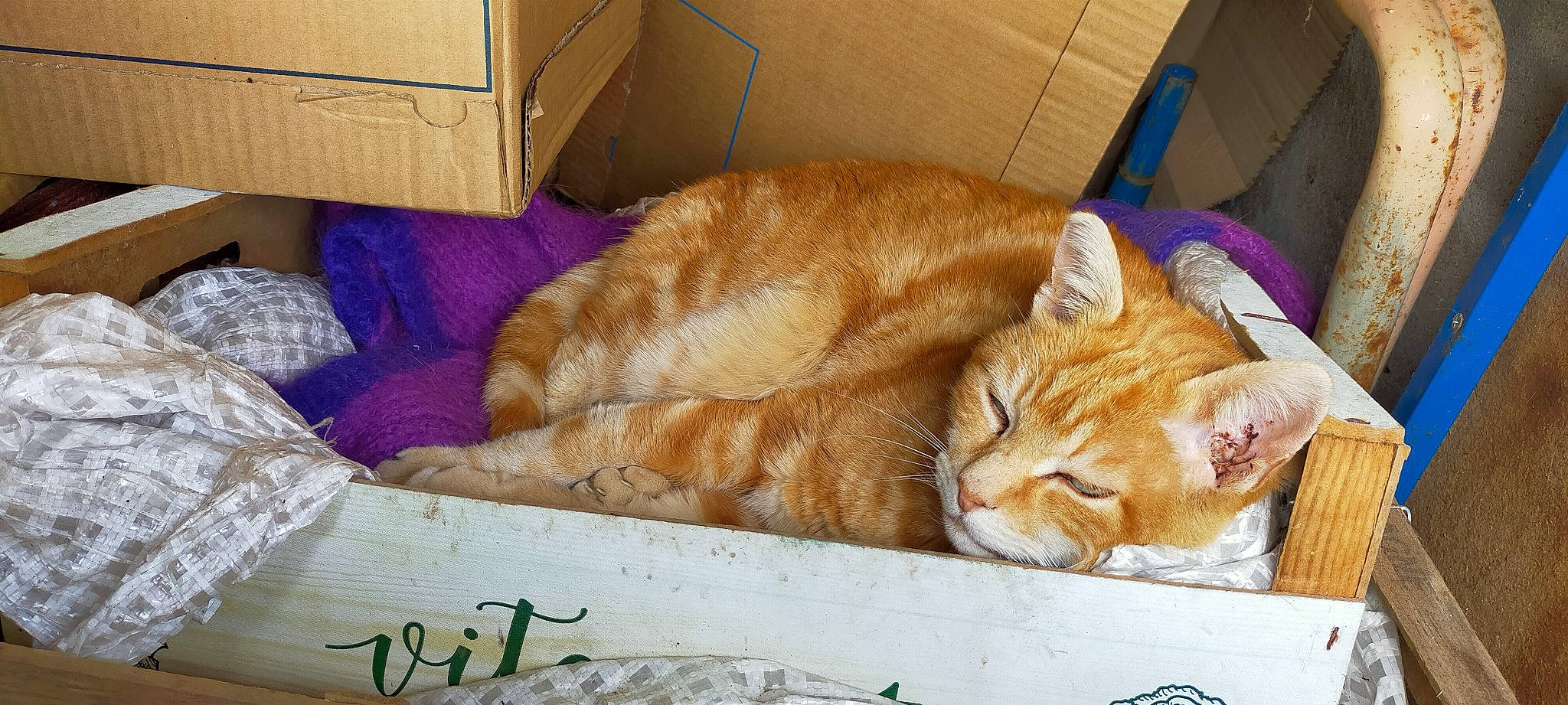 Mystere participe au concours pour gagner de l'argent avec cette photo : animal_shelter, box, carnivore, carton, cat, cat_supply, claw, comfort, domestic_short_haired_cat, fawn, felidae, fur, nap, pet_supply, shipping_box, small_to_medium_sized_cats, snout, tail, whiskers, wood