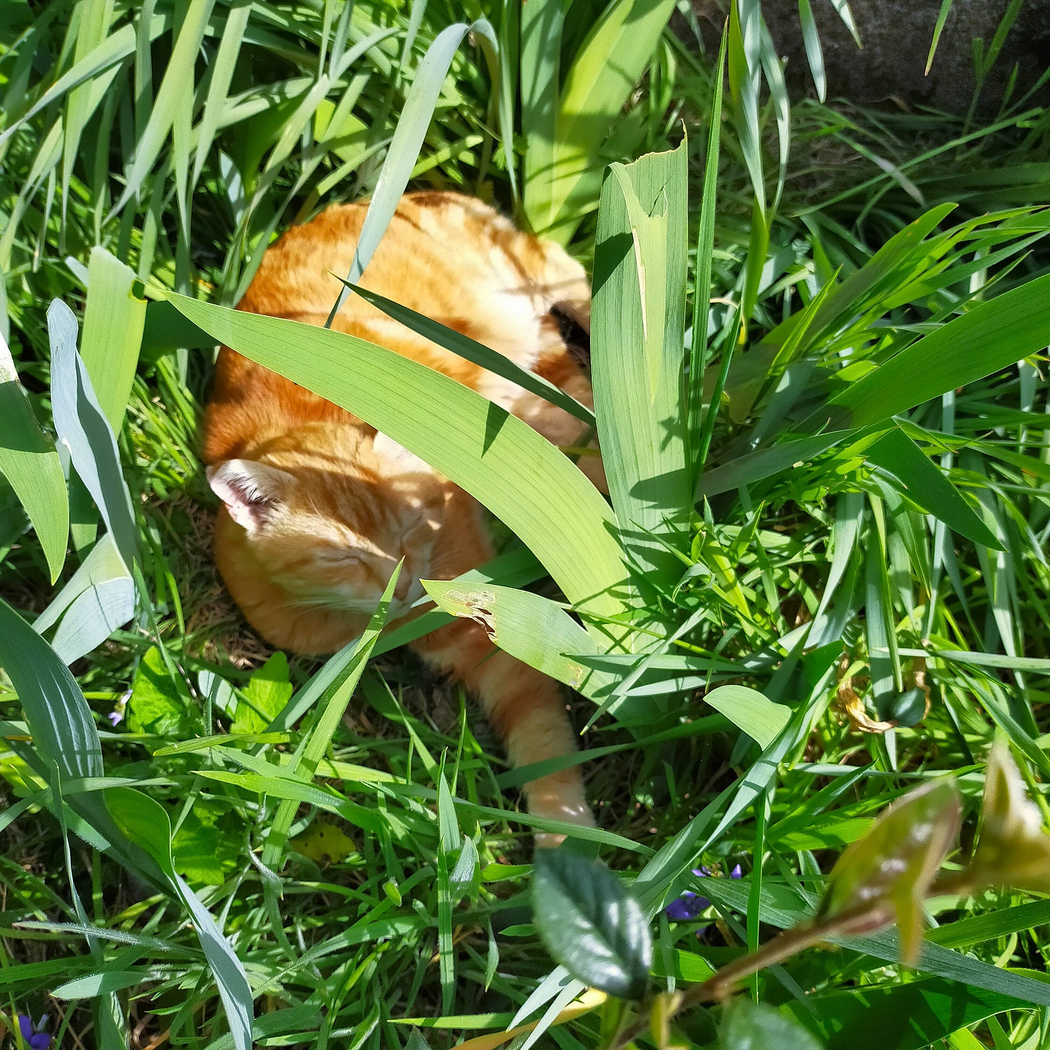 Mystere a rejoint le concours — aidez-le/la à gagner de superbes lots ! amphibian, antelope_squirrels, botany, clock, deer, fawn, felidae, grass, grass_family, groundcover, herb, jungle, leaf, plant, plant_stem, terrestrial_animal, terrestrial_plant, whiskers, wildlife, wood