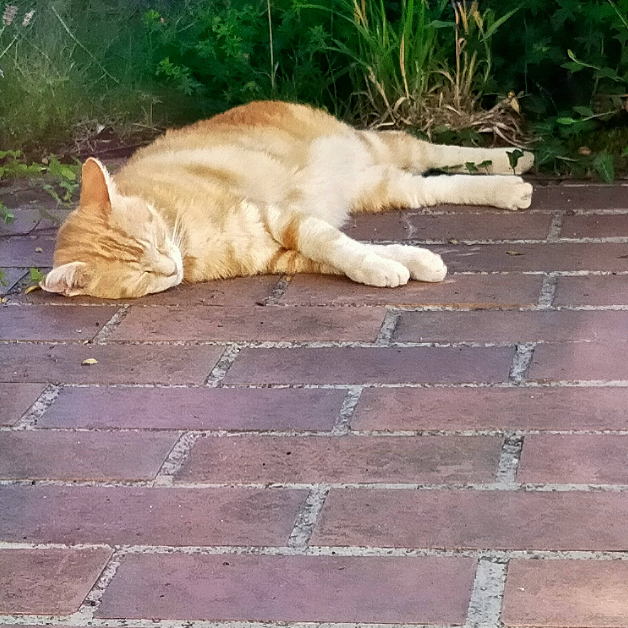 Mystere a rejoint le concours — aidez-le/la à gagner de superbes lots ! asphalt, brick, brickwork, carnivore, cat, cobblestone, domestic_short_haired_cat, fawn, felidae, flagstone, flooring, grass, plant, road_surface, sidewalk, small_to_medium_sized_cats, snout, tail, whiskers, wood