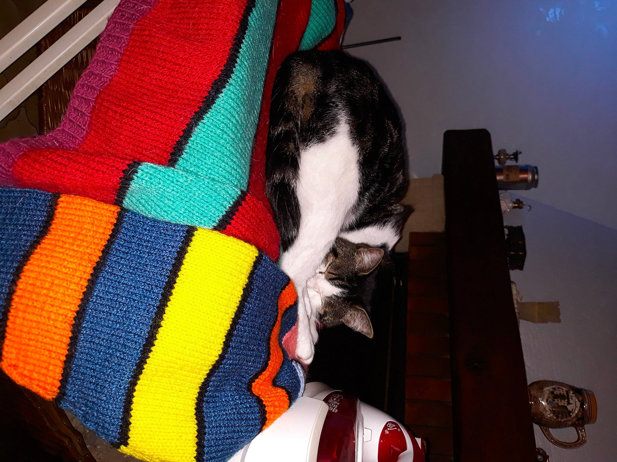 Fifi a rejoint le concours — aidez-le/la à gagner de superbes lots ! bag, canidae, carmine, carnivore, cat, comfort, companion_dog, domestic_short_haired_cat, fawn, felidae, fur, human_leg, lap, linens, pattern, room, small_to_medium_sized_cats, tail, thigh, whiskers