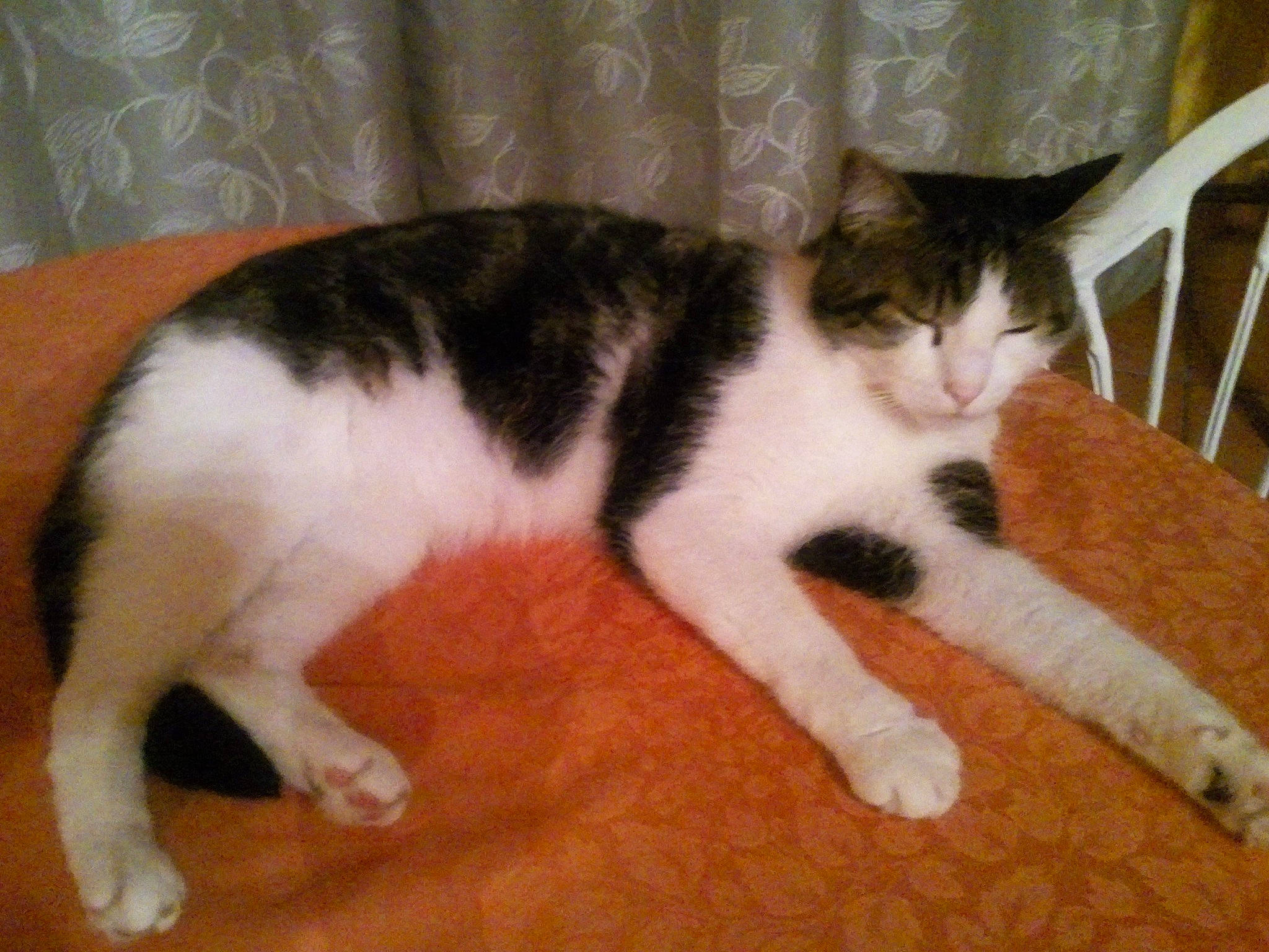 Fifi participe au concours pour gagner de l'argent avec cette photo : carnivore, cat, claw, comfort, domestic_short_haired_cat, felidae, flooring, foot, fur, hardwood, human_leg, mammal, paw, small_to_medium_sized_cats, tail, whiskers, wood, wood_flooring