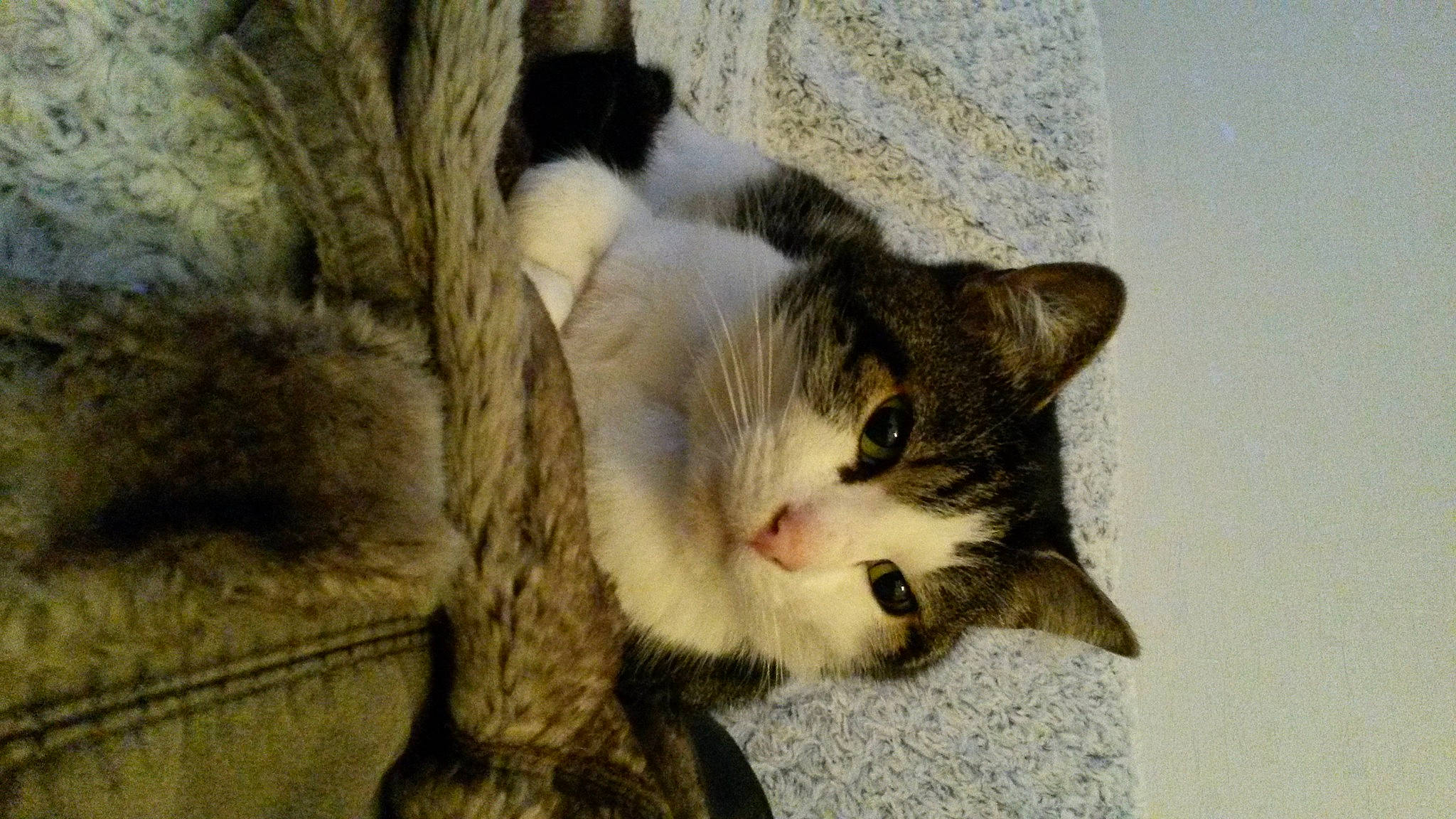 Fidji participe au concours pour gagner de l'argent avec cette photo : carnivore, cat, claw, comfort, domestic_short_haired_cat, ear, felidae, fur, paw, small_to_medium_sized_cats, snout, tail, tree, whiskers