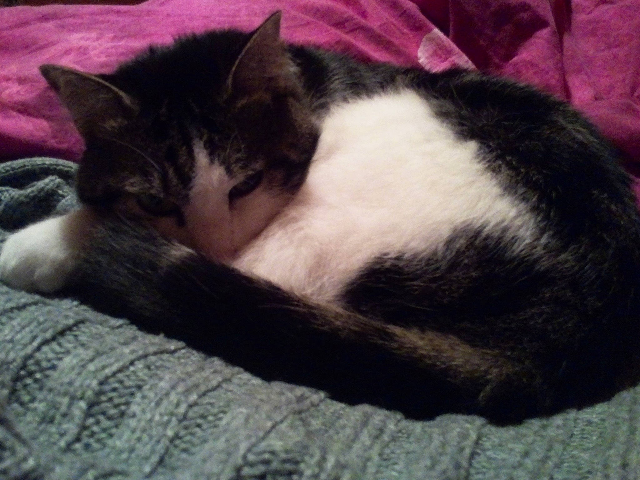 Fidji a rejoint le concours — aidez-le/la à gagner de superbes lots ! bored, carnivore, cat, comfort, domestic_short_haired_cat, felidae, fur, grey, nap, paw, small_to_medium_sized_cats, snout, tail, whiskers