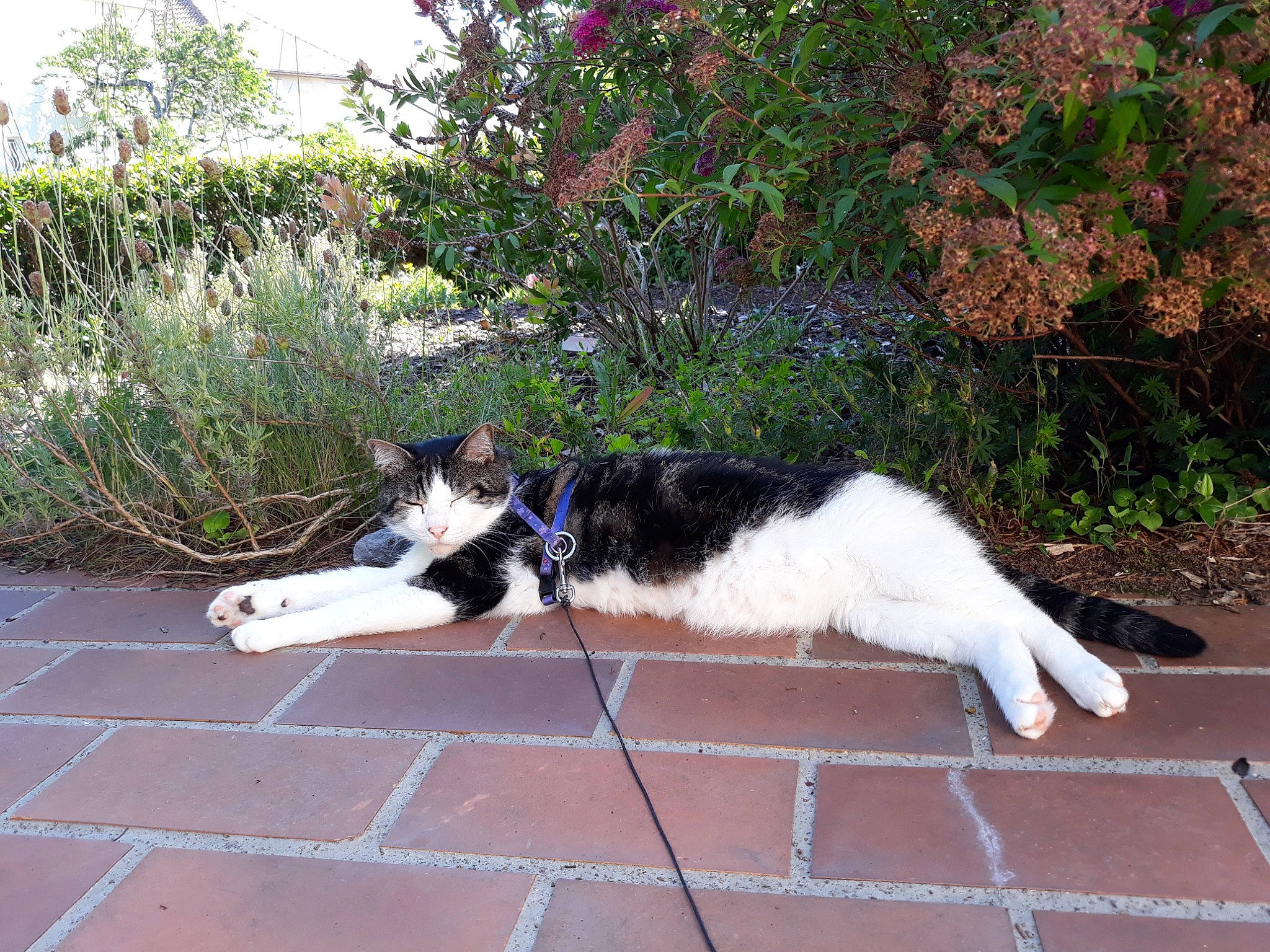 Fidji participe au concours pour gagner de l'argent avec cette photo : asphalt, canidae, carnivore, cat, companion_dog, dog_breed, domestic_short_haired_cat, felidae, flagstone, flooring, fur, grass, plant, road, road_surface, sidewalk, small_to_medium_sized_cats, sporting_group, tail, whiskers