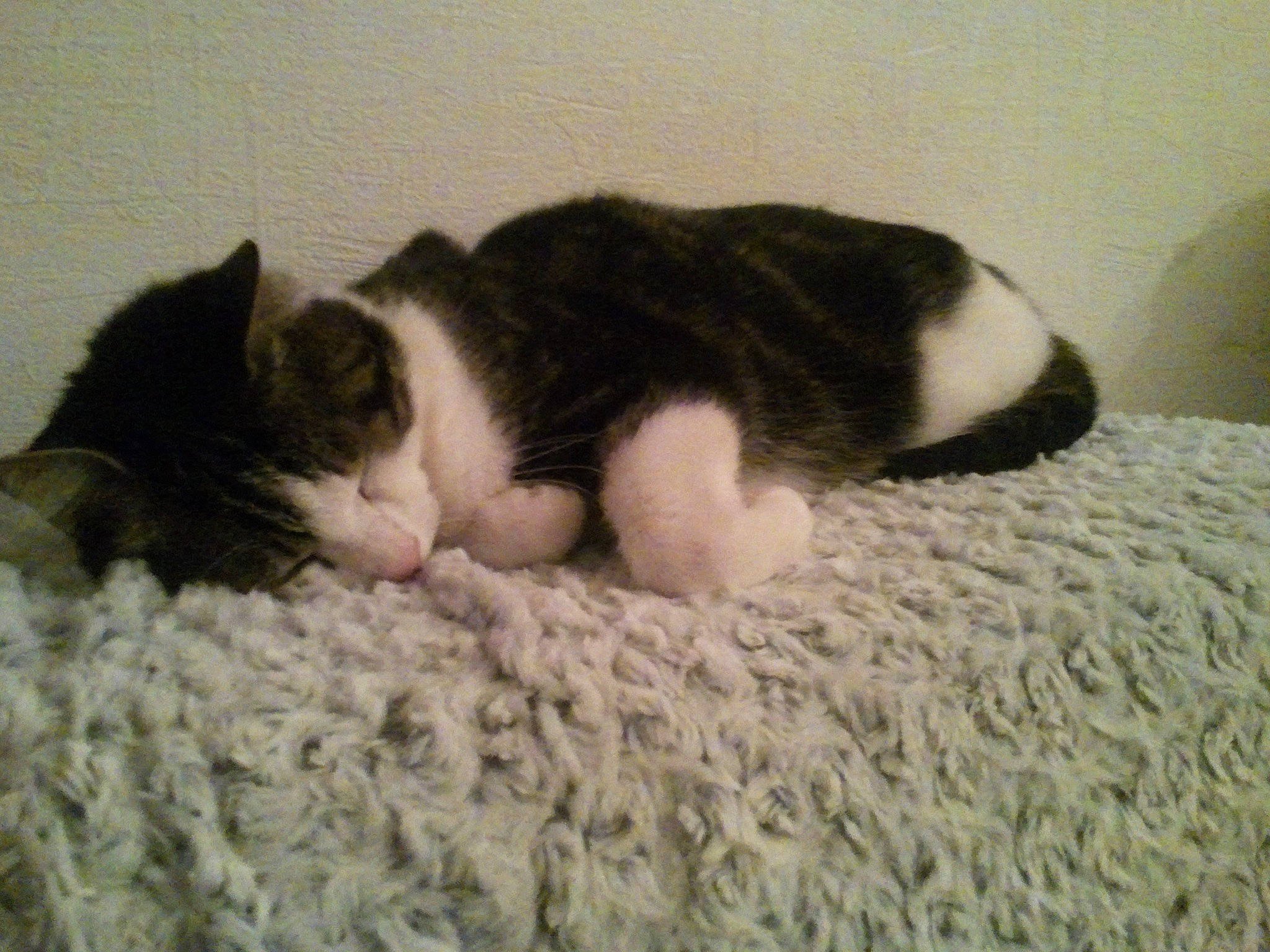 Fidji a rejoint le concours — aidez-le/la à gagner de superbes lots ! carnivore, cat, cat_bed, cat_supply, claw, comfort, domestic_short_haired_cat, felidae, fur, grey, mammal, nap, paw, sleep, small_to_medium_sized_cats, snout, tail, terrestrial_animal, textile, whiskers