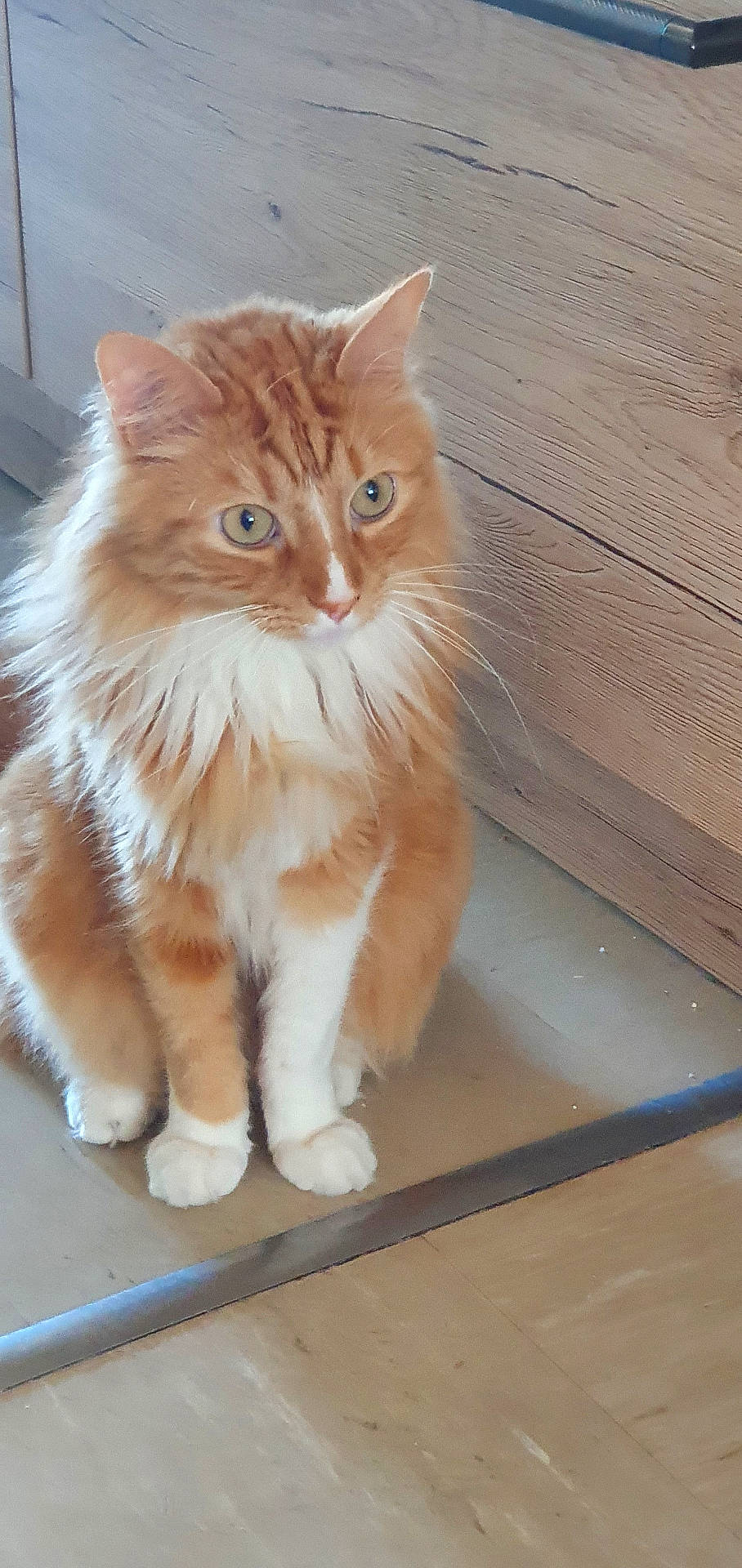 Orlado a rejoint le concours — aidez-le/la à gagner de superbes lots ! abyssinian, accessories, angora, animal, cat, closet, door, drawer, furniture, hardwood, indoors, interiordesign, kitten, manx, pet, plywood, slate, stainedwood, strap, wood