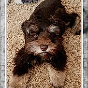 Reesie joined the competition — help win amazing prizes! dog, puppy, brown_fur, beige_carpet, lying_down, pet_toy, fluffy, cute, indoors, animal, looking_up, playful, soft_texture, fur_pattern, close_up, adorable, young_dog, pet, companion, friendly