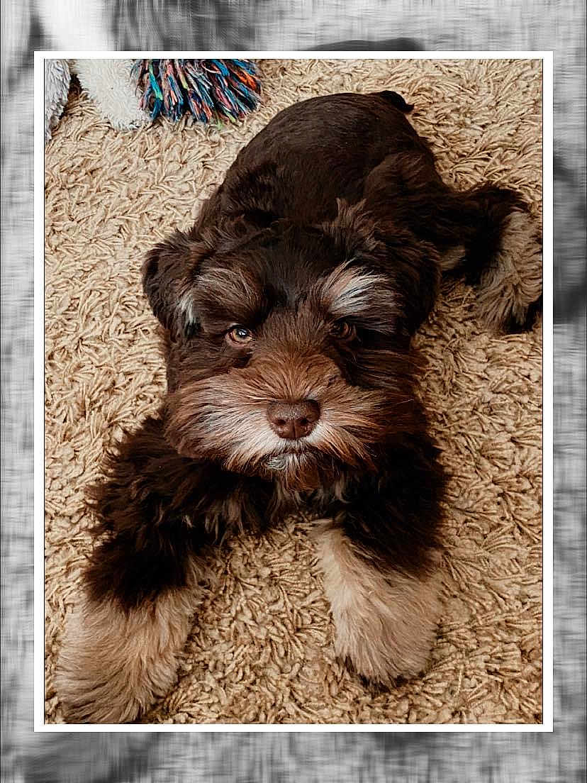 Reesie joined the competition — help win amazing prizes! dog, puppy, brown_fur, beige_carpet, lying_down, pet_toy, fluffy, cute, indoors, animal, looking_up, playful, soft_texture, fur_pattern, close_up, adorable, young_dog, pet, companion, friendly