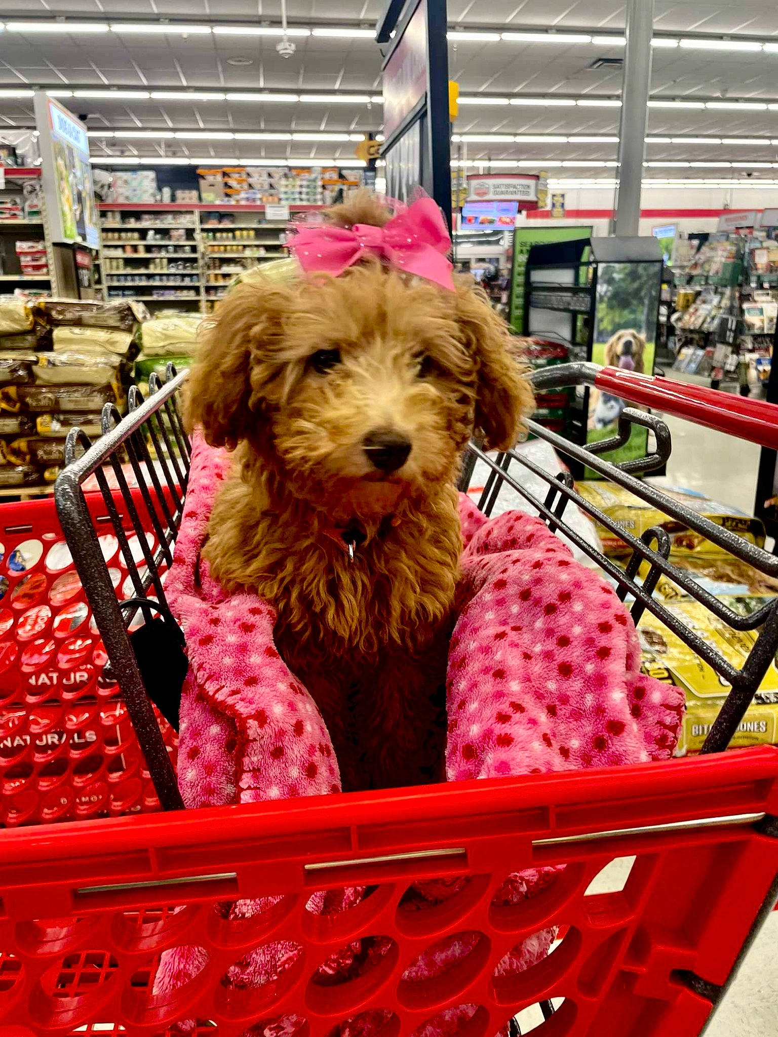 Nora is registered to the contest to win money with this photo: basket, canidae, carnivore, cart, companion_dog, dog, dog_breed, dog_supply, fashion_accessory, fur, magenta, market, retail, shopping_cart, snout, sporting_group, terrier, toy_dog, water_dog, working_animal