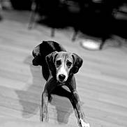 Lefty joined the competition — help win amazing prizes! dog, black_and_white, wooden_floor, indoor, pet, animal, lying_down, looking_at_camera, blurry_background, canine, domestic_animal, ears, snout, fur, portrait, flooring, shadow, home, companion, curious
