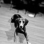 dog, black_and_white, wooden_floor, indoor, pet, animal, lying_down, looking_at_camera, blurry_background, canine, domestic_animal, ears, snout, fur, portrait, flooring, shadow, home, companion, curious
