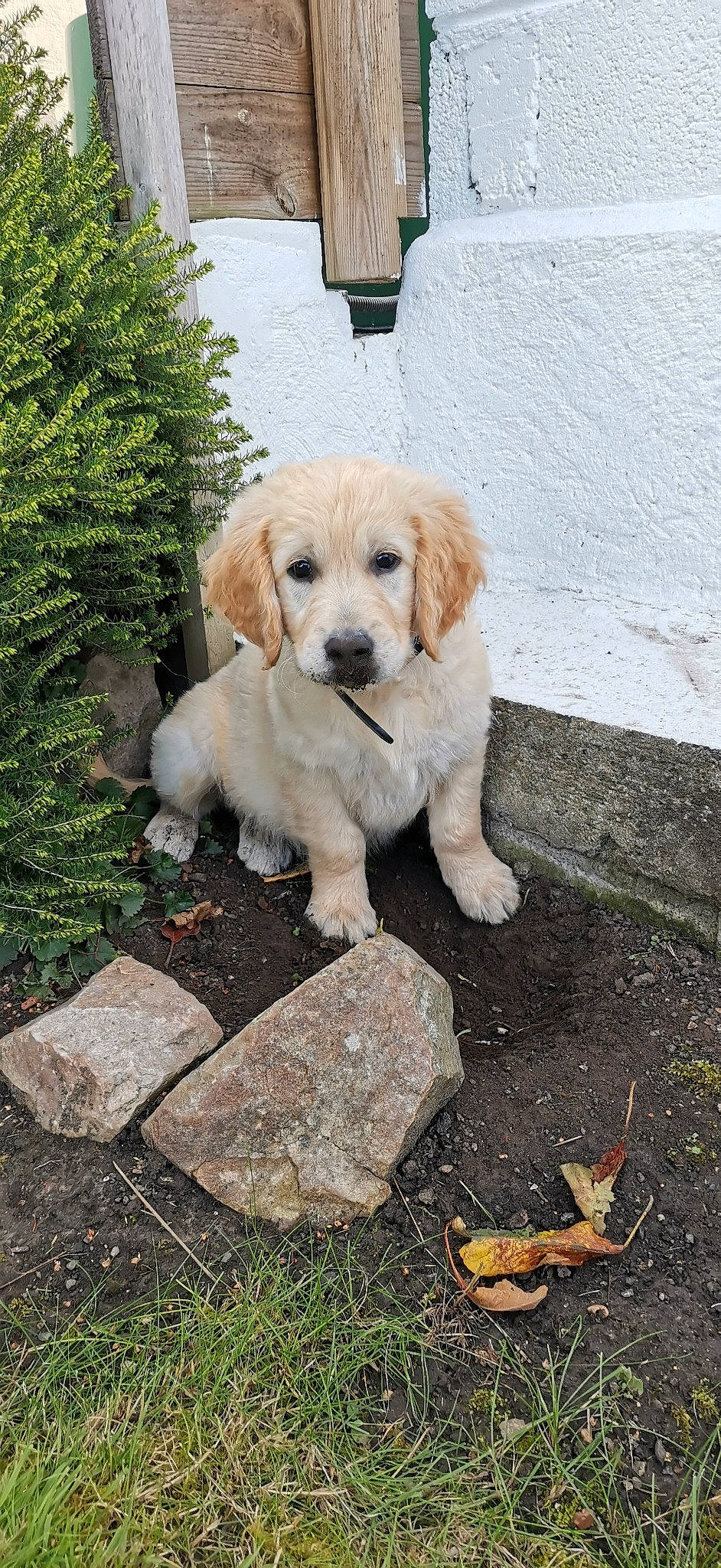 Shaco a rejoint le concours — aidez-le/la à gagner de superbes lots ! adventure, canidae, carnivore, companion_dog, dog, dog_breed, fawn, fur, grass, labrador_retriever, plant, puppy, road_surface, sidewalk, snout, soil, sporting_group, tail, tree, working_animal