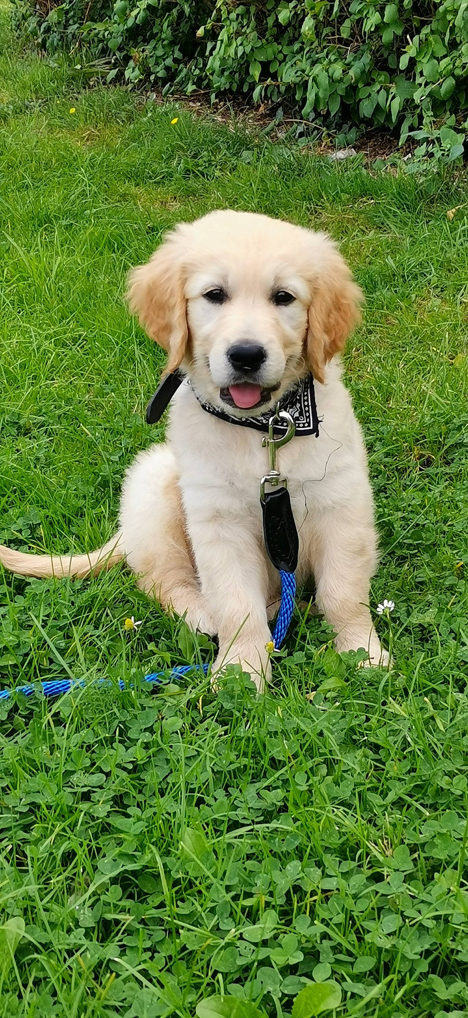 Shaco participe au concours pour gagner de l'argent avec cette photo : carnivore, collar, companion_dog, dog, dog_breed, dog_collar, dog_supply, fawn, fur, grass, grass_family, gun_dog, lawn, leash, people_in_nature, plant, retriever, snout, sporting_group, working_animal