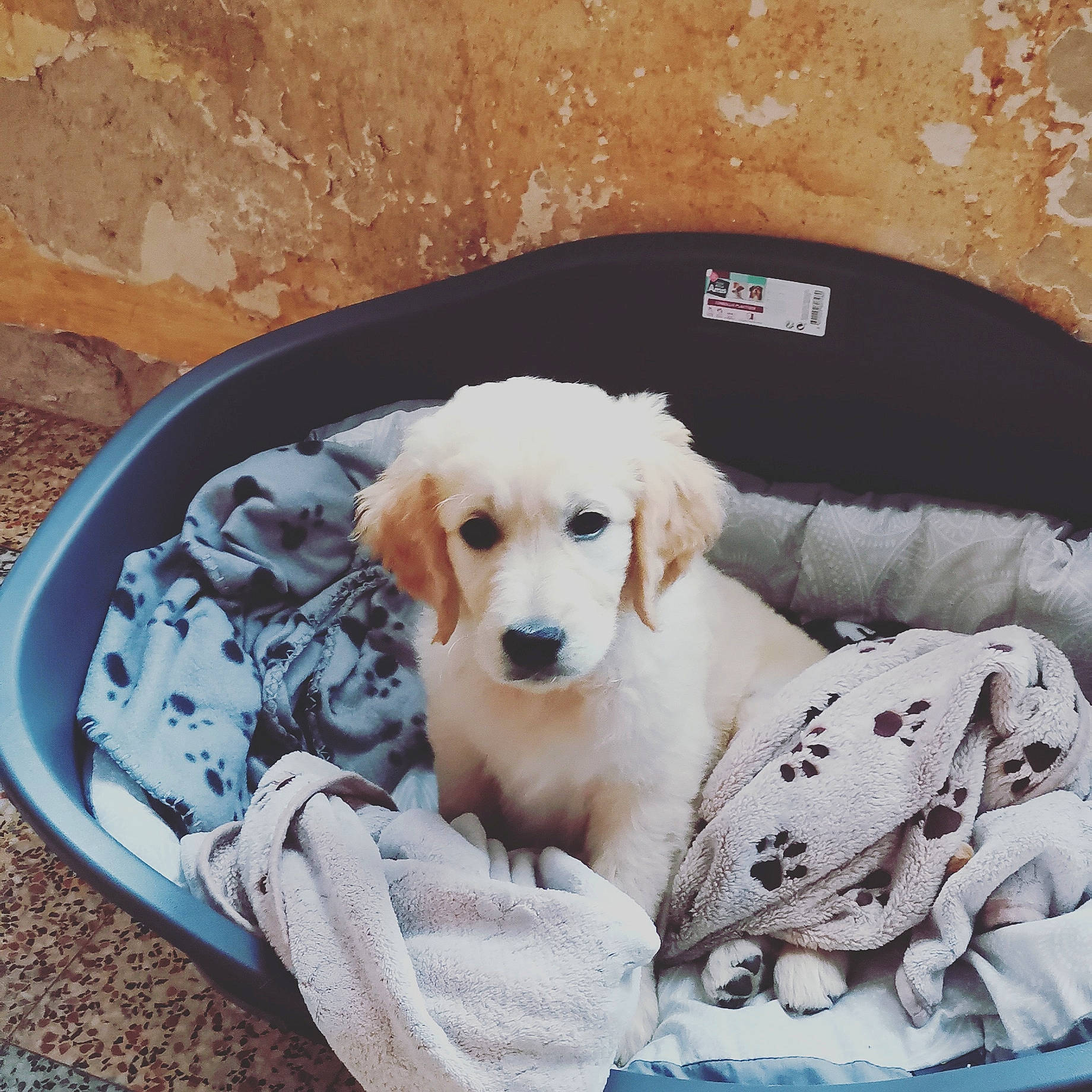 Shaco participe au concours pour gagner de l'argent avec cette photo : canidae, carnivore, chair, circle, collar, comfort, companion_dog, dishware, dog, dog_bed, dog_breed, dog_collar, dog_supply, fawn, fur, outdoor_sofa, paw, pet_supply, sporting_group, working_animal