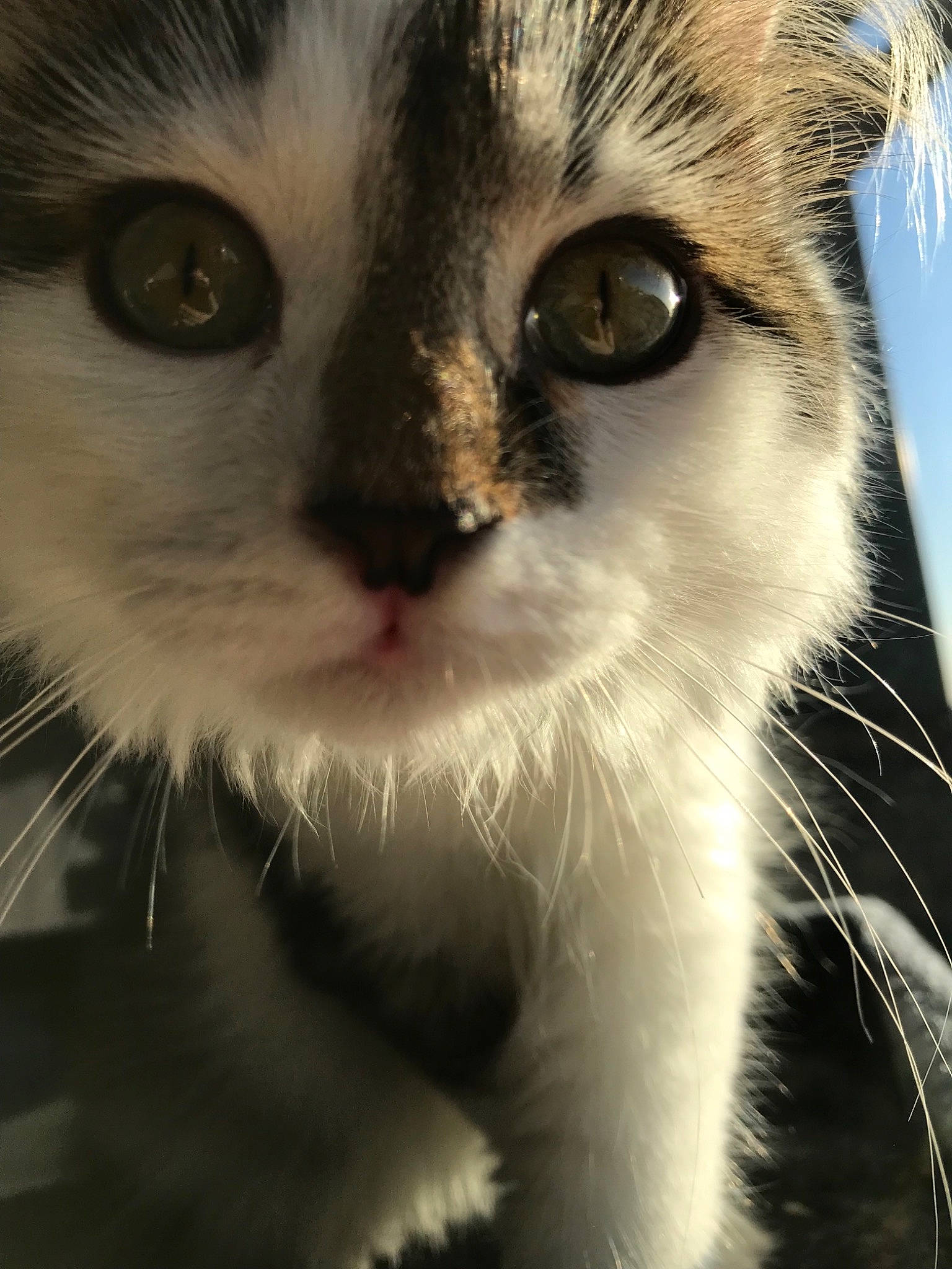 Parzival a rejoint le concours — aidez-le/la à gagner de superbes lots ! aegean_cat, american_curl, american_wirehair, carnivore, cat, close_up, domestic_short_haired_cat, european_shorthair, eye, felidae, fur, iris, kitten, mammal, nose, organ, photography, small_to_medium_sized_cats, snout, whiskers